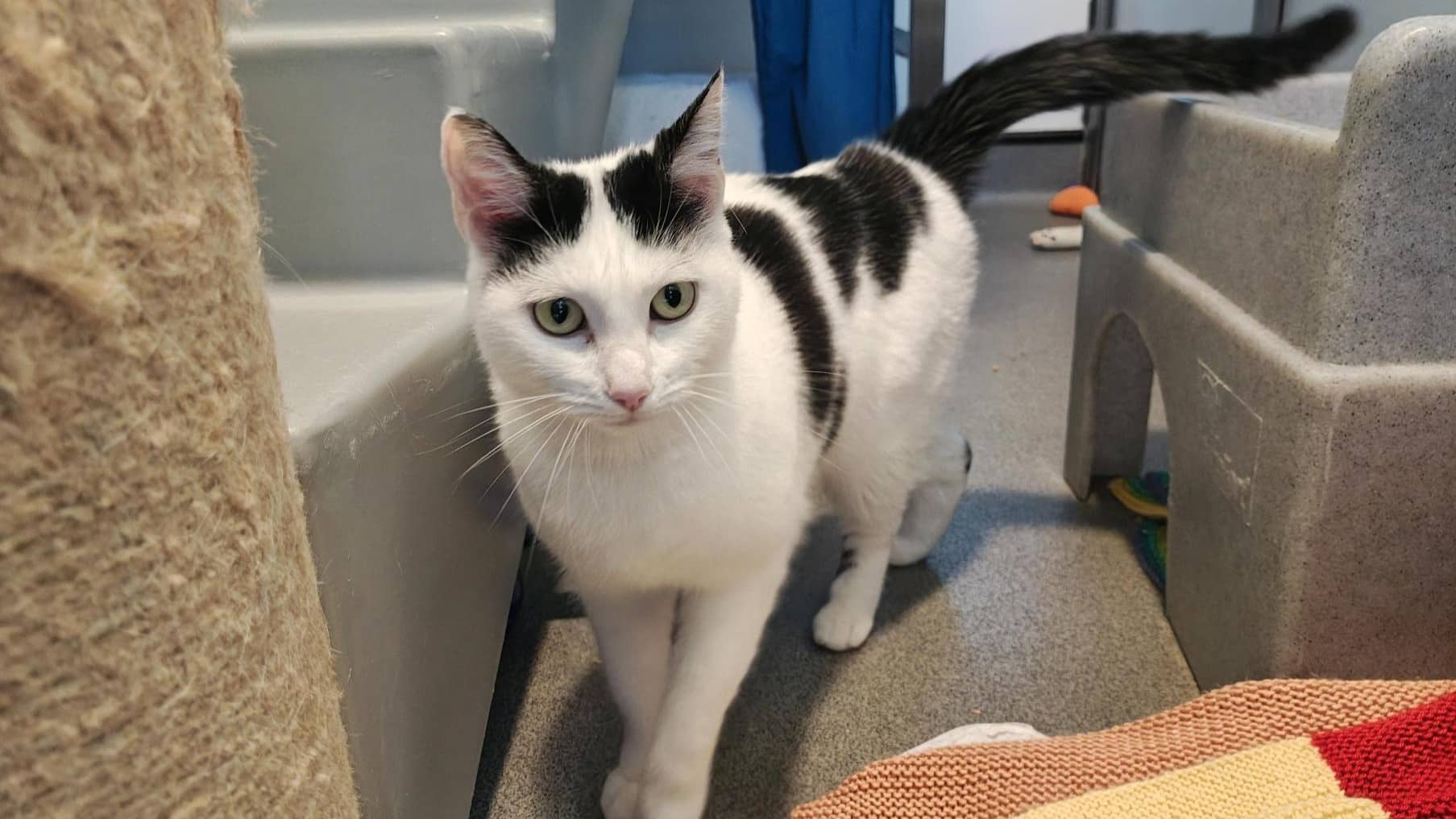 Stella, domestic shorthair for adoption in London