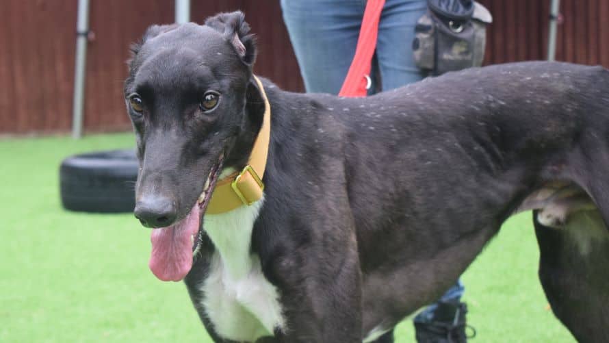 Teddy, greyhound for adoption in Old Windsor