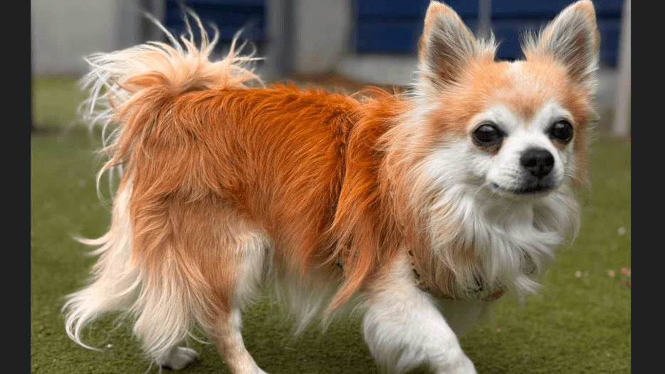 Rolo, long hr chihuahua for adoption in London