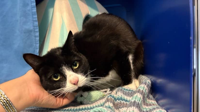 Tommy, domestic shorthair for adoption in London