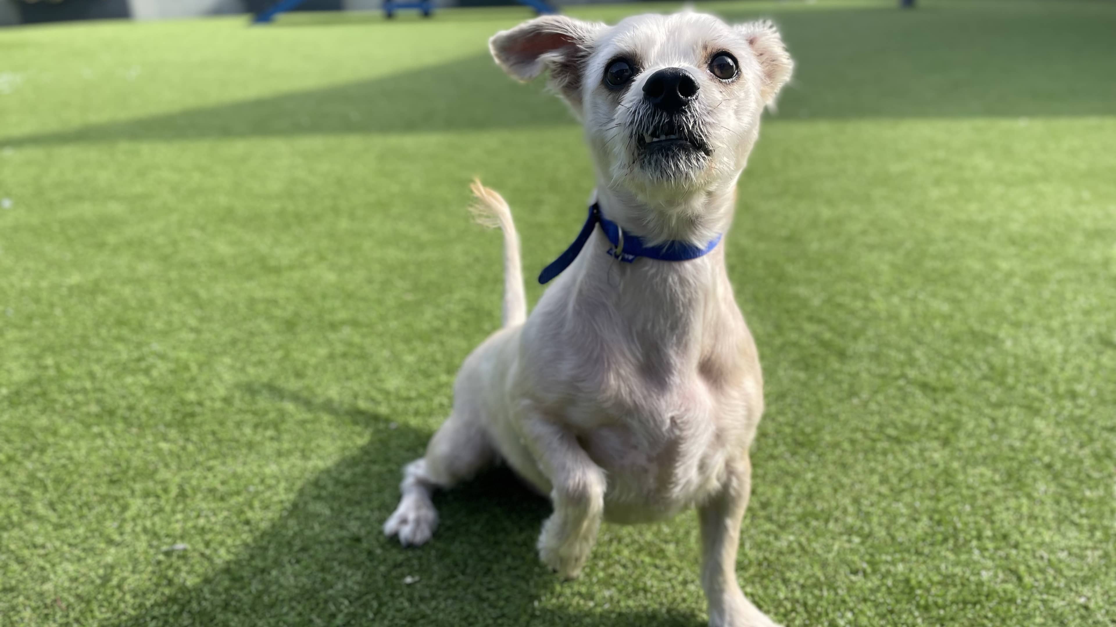 Rolo, crossbreed for adoption in London