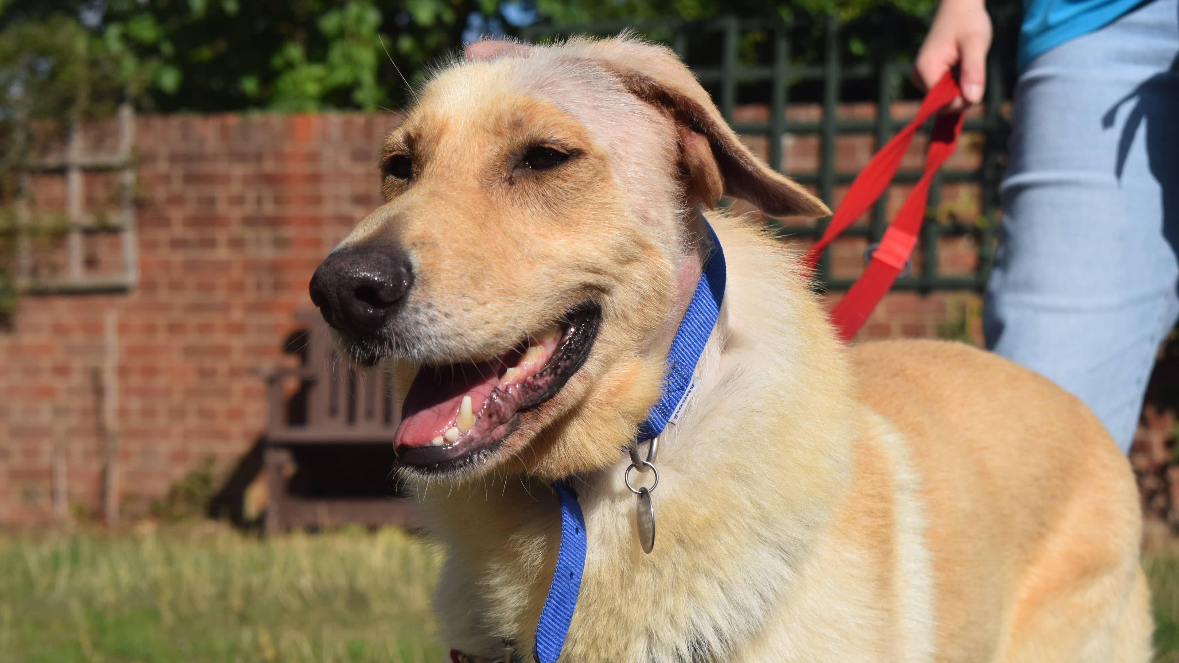 Runa, german shepherd for adoption in Old Windsor