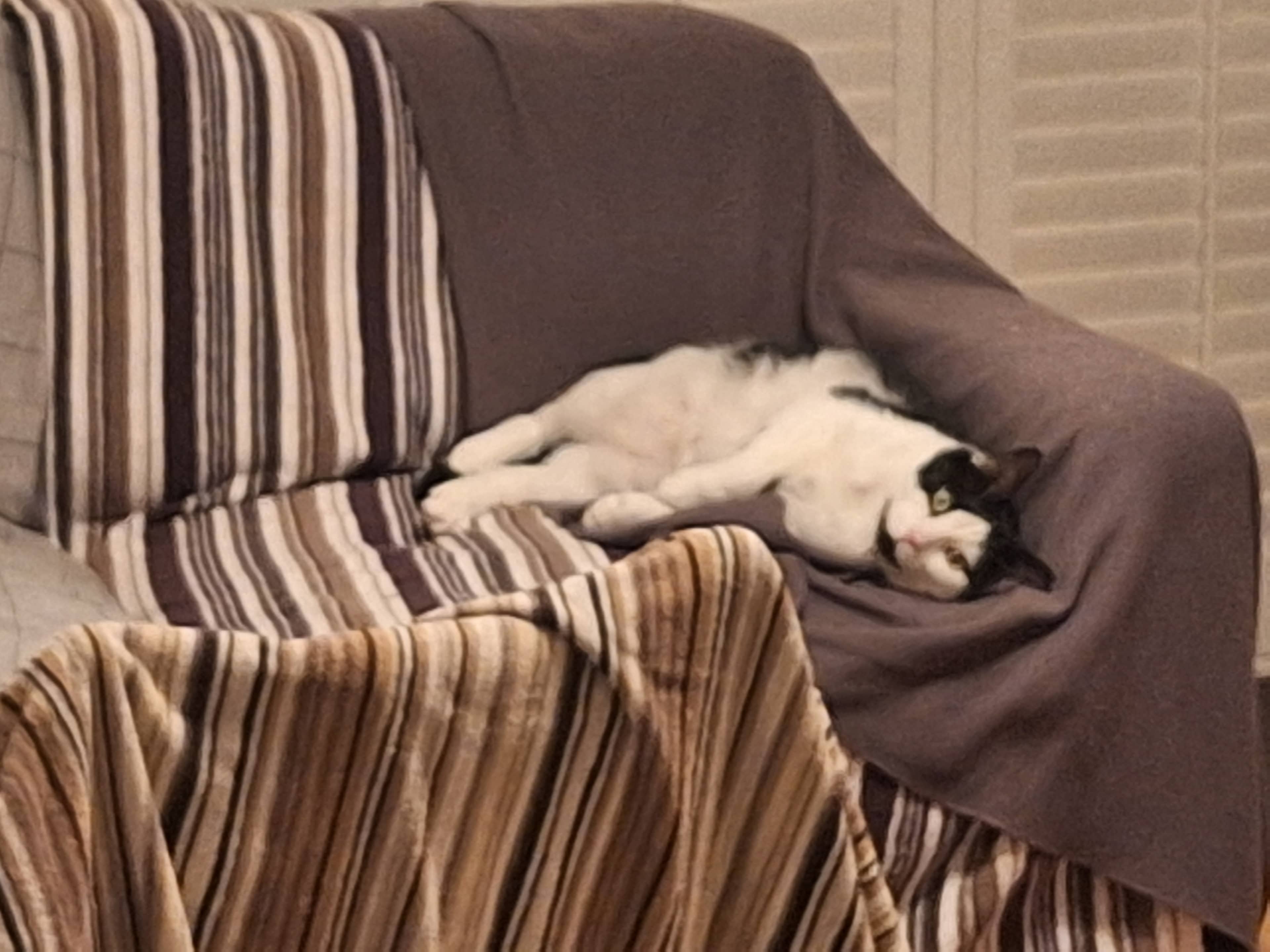 Little Milo, domestic shorthair for adoption in London