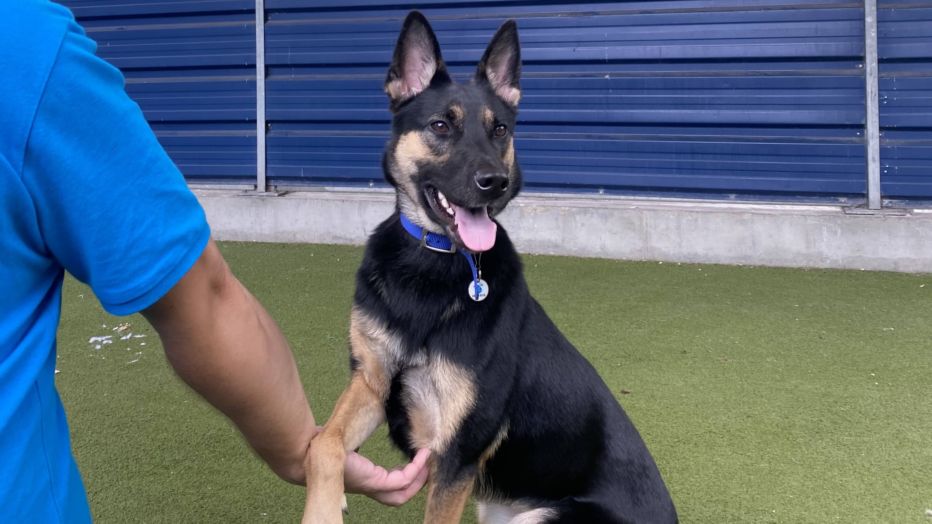 Mj, german shepherd for adoption in London