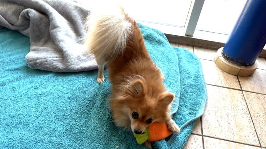 Tag, pomeranian for adoption in Old Windsor