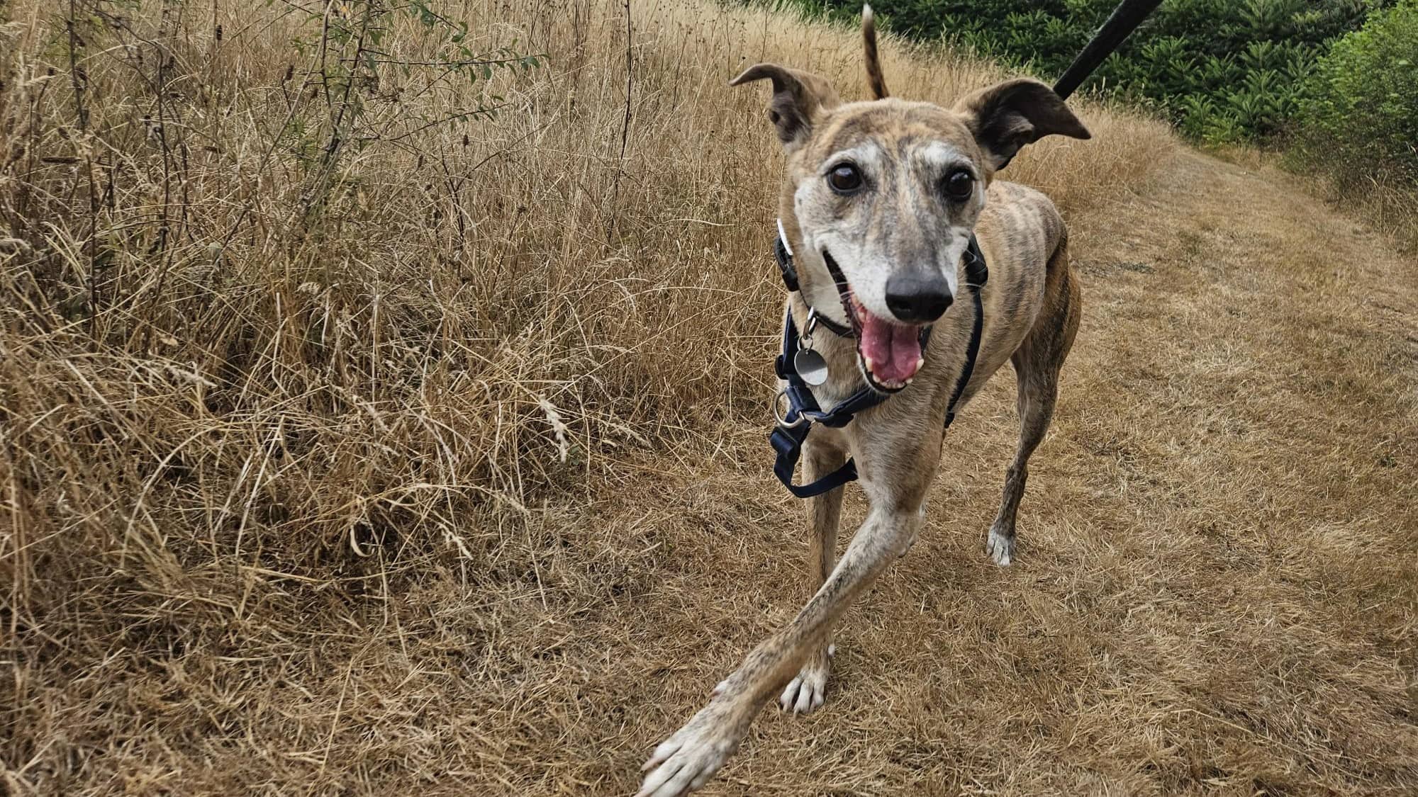 Bubbles, lurcher for adoption in London