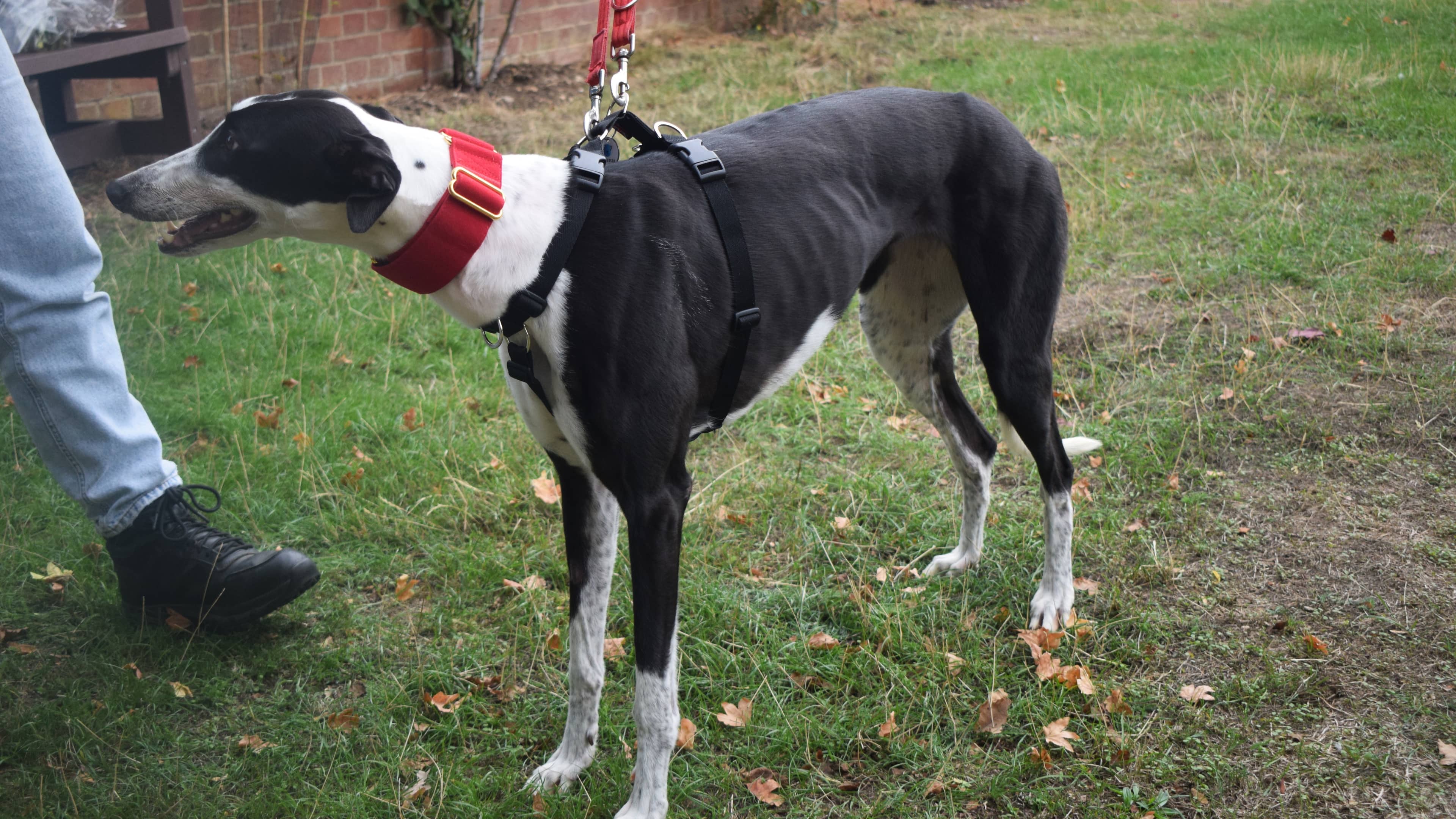 Kelly, greyhound for adoption in Old Windsor