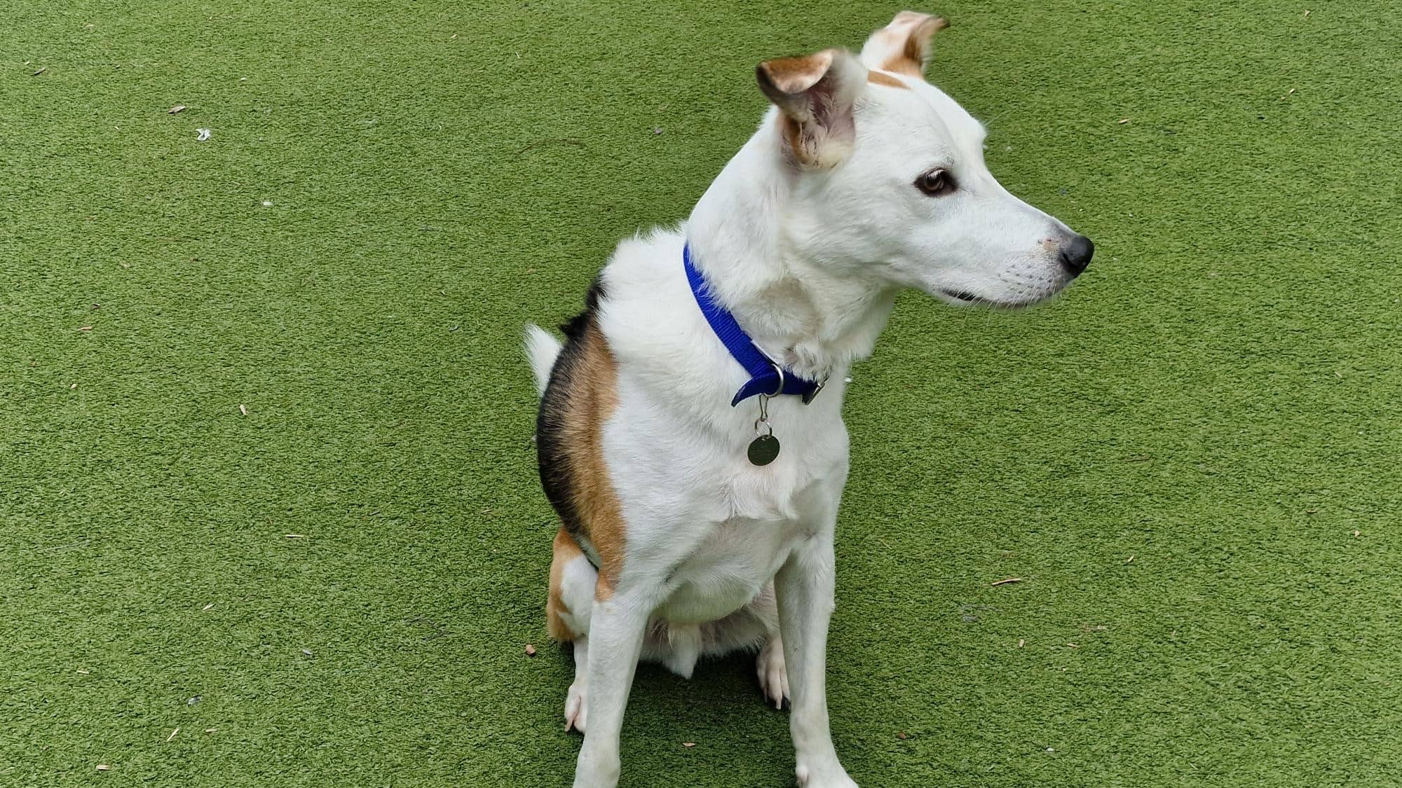 Mylo, collie for adoption in London