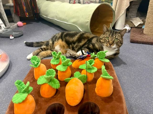 Farmer Marley, photo 4