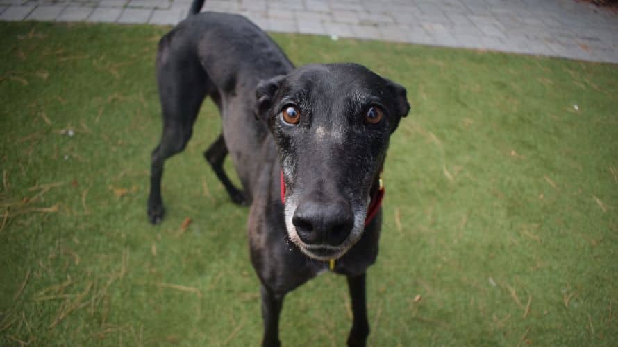 Bryce, greyhound for adoption in Old Windsor