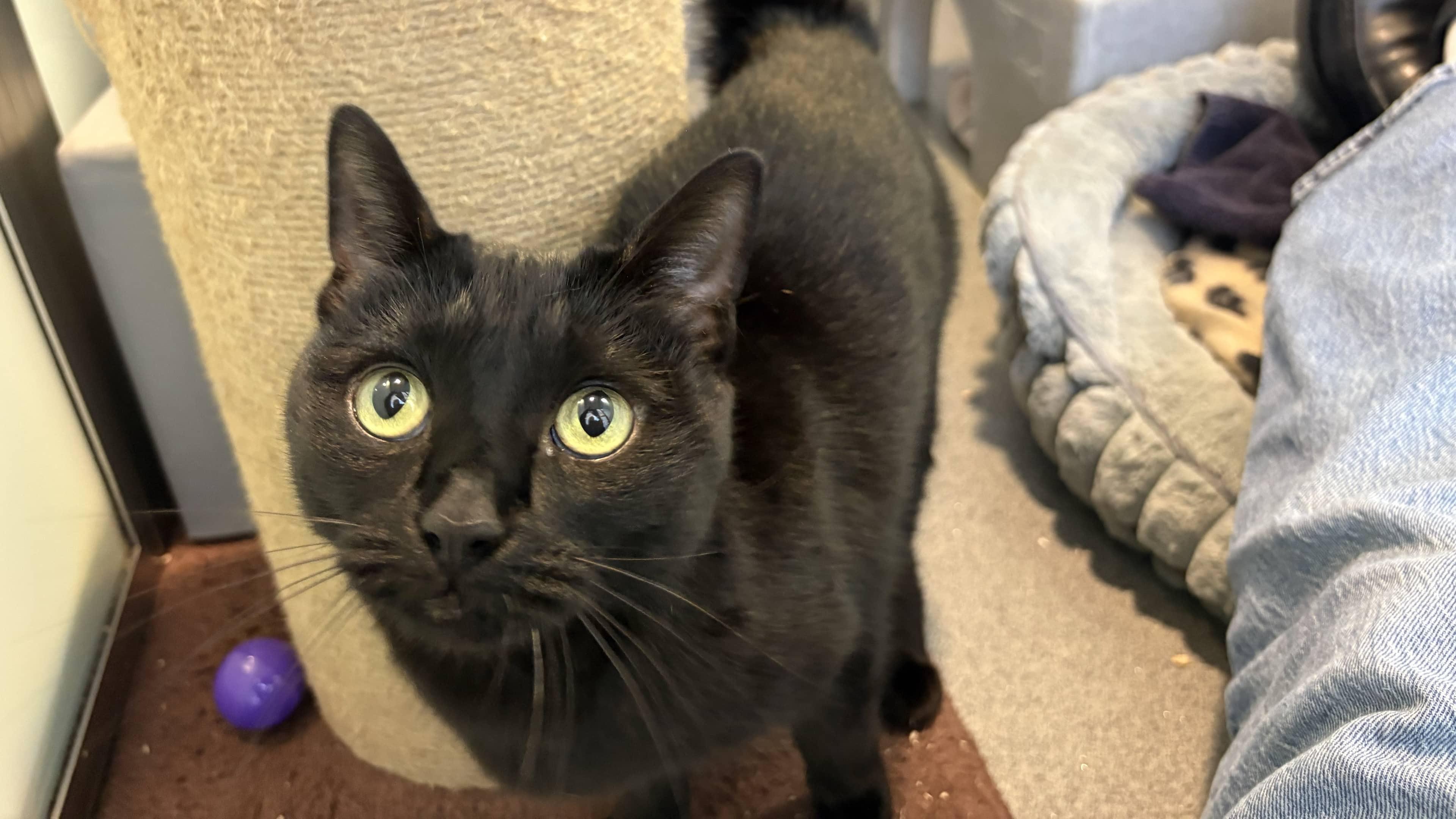 Mia, domestic shorthair for adoption in London