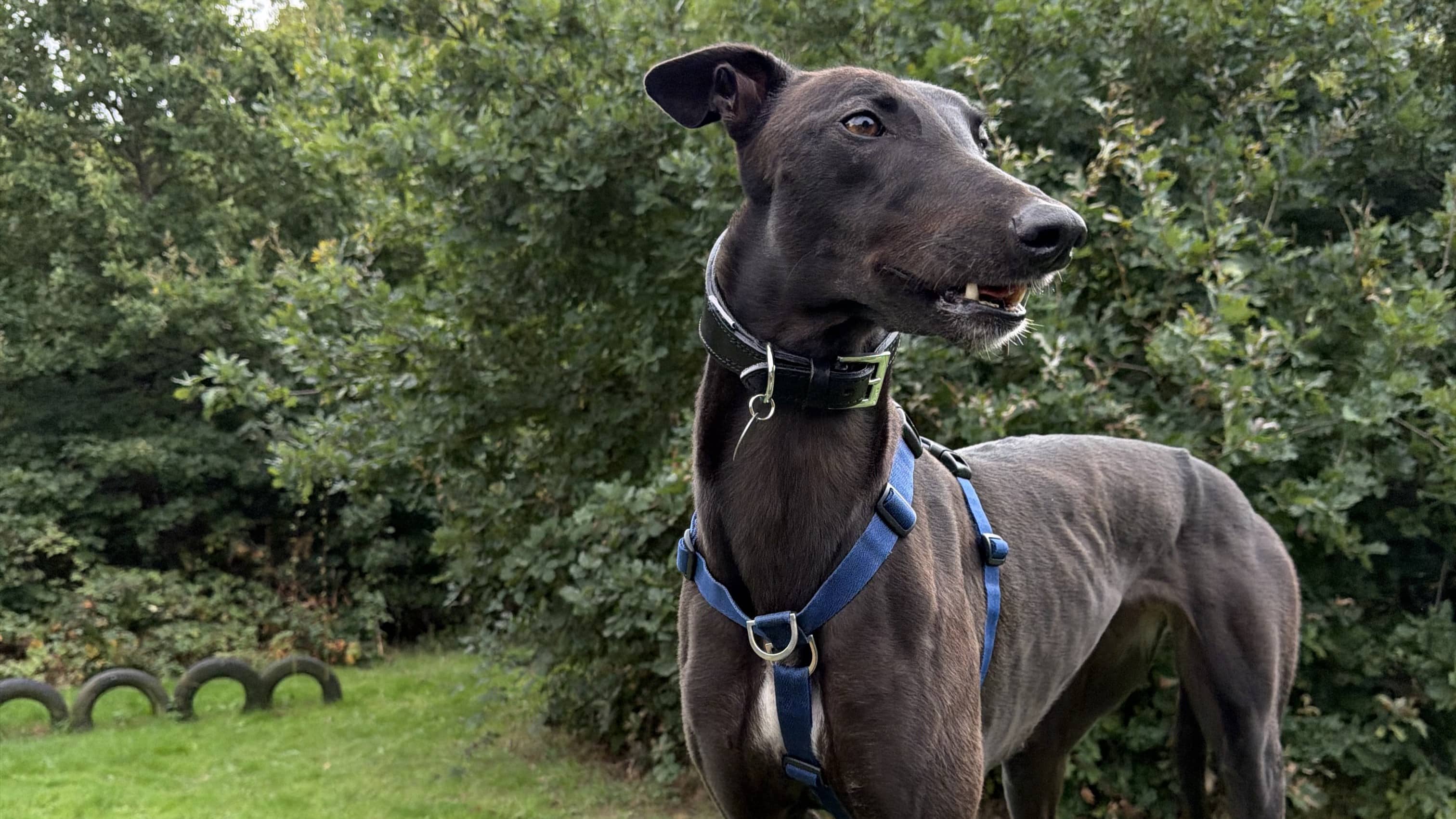 Clove, greyhound for adoption in Ash