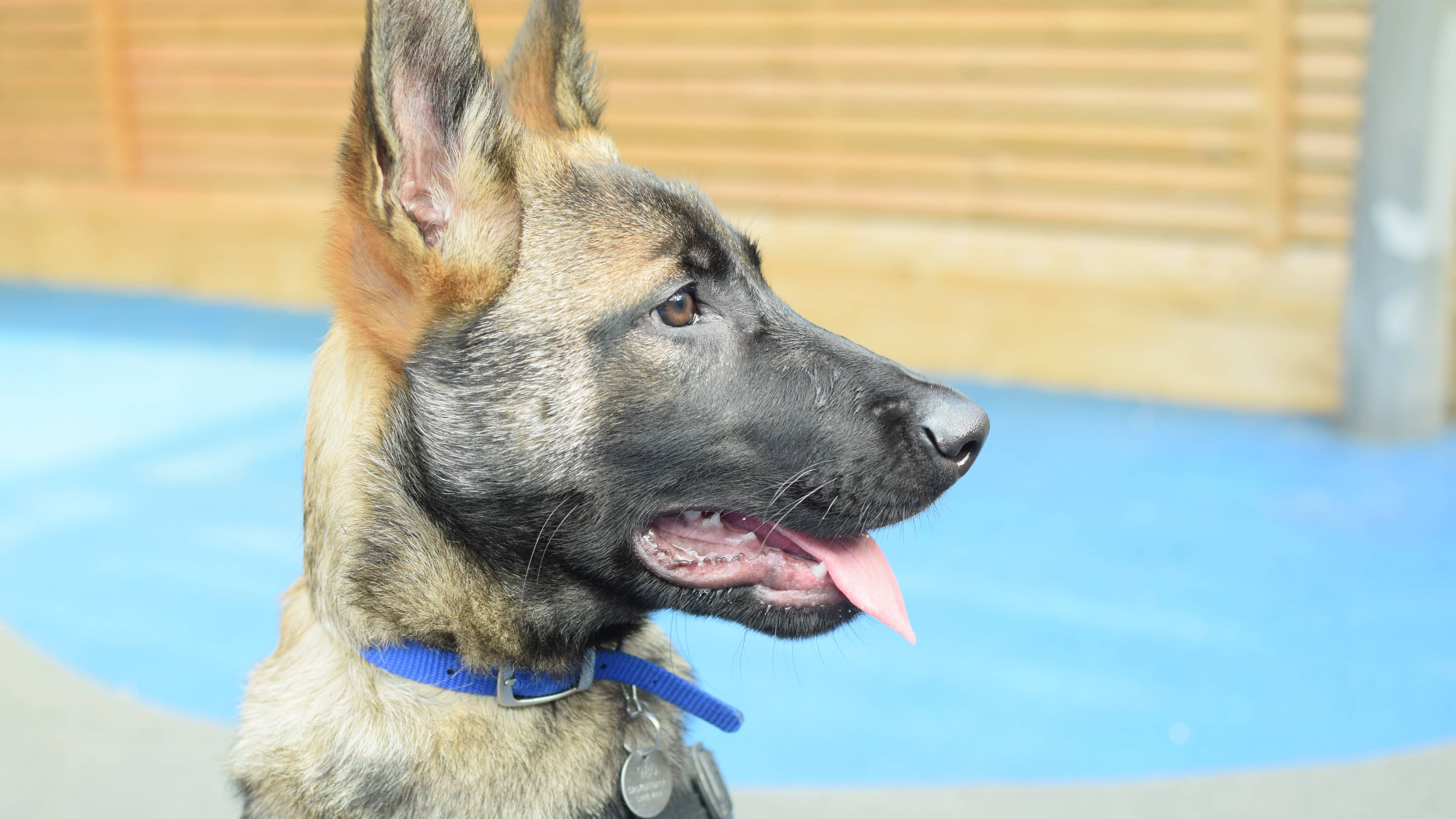 Dobby, belgian malinois for adoption in London