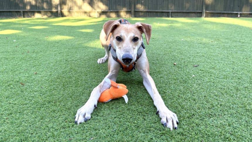 Sherbert, lurcher for adoption in Old Windsor