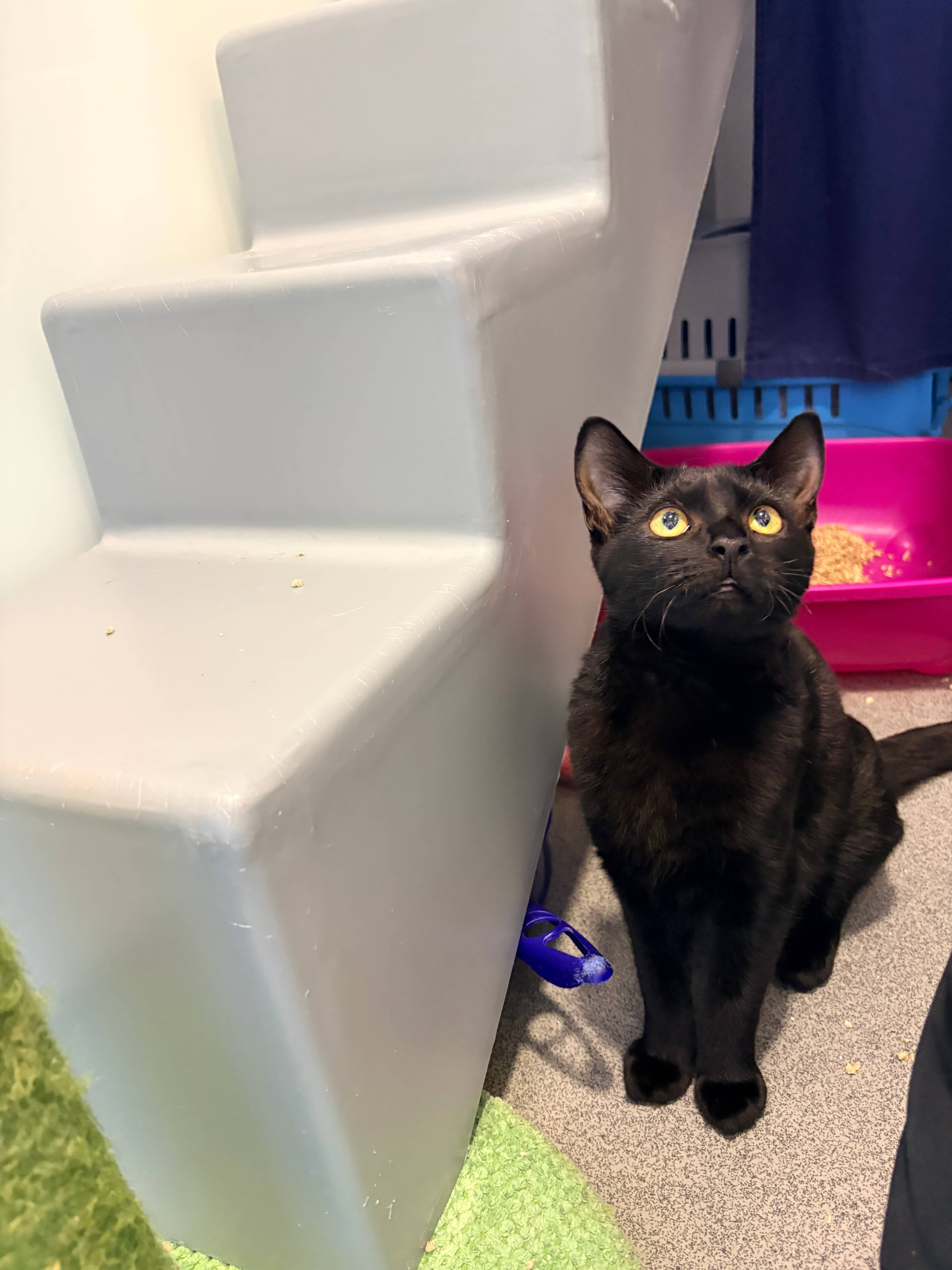 Babaganoush, domestic shorthair for adoption in London