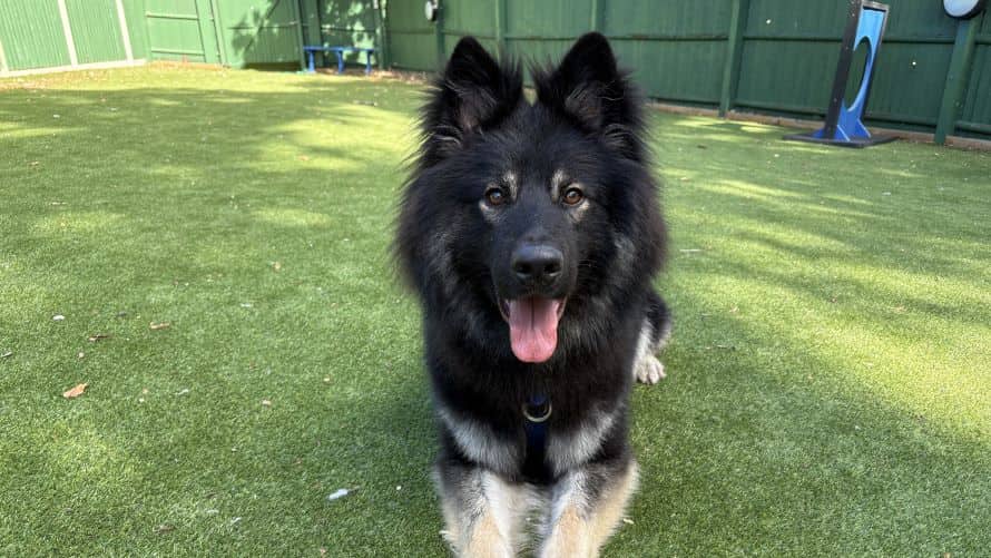 Jaxx, photo 5