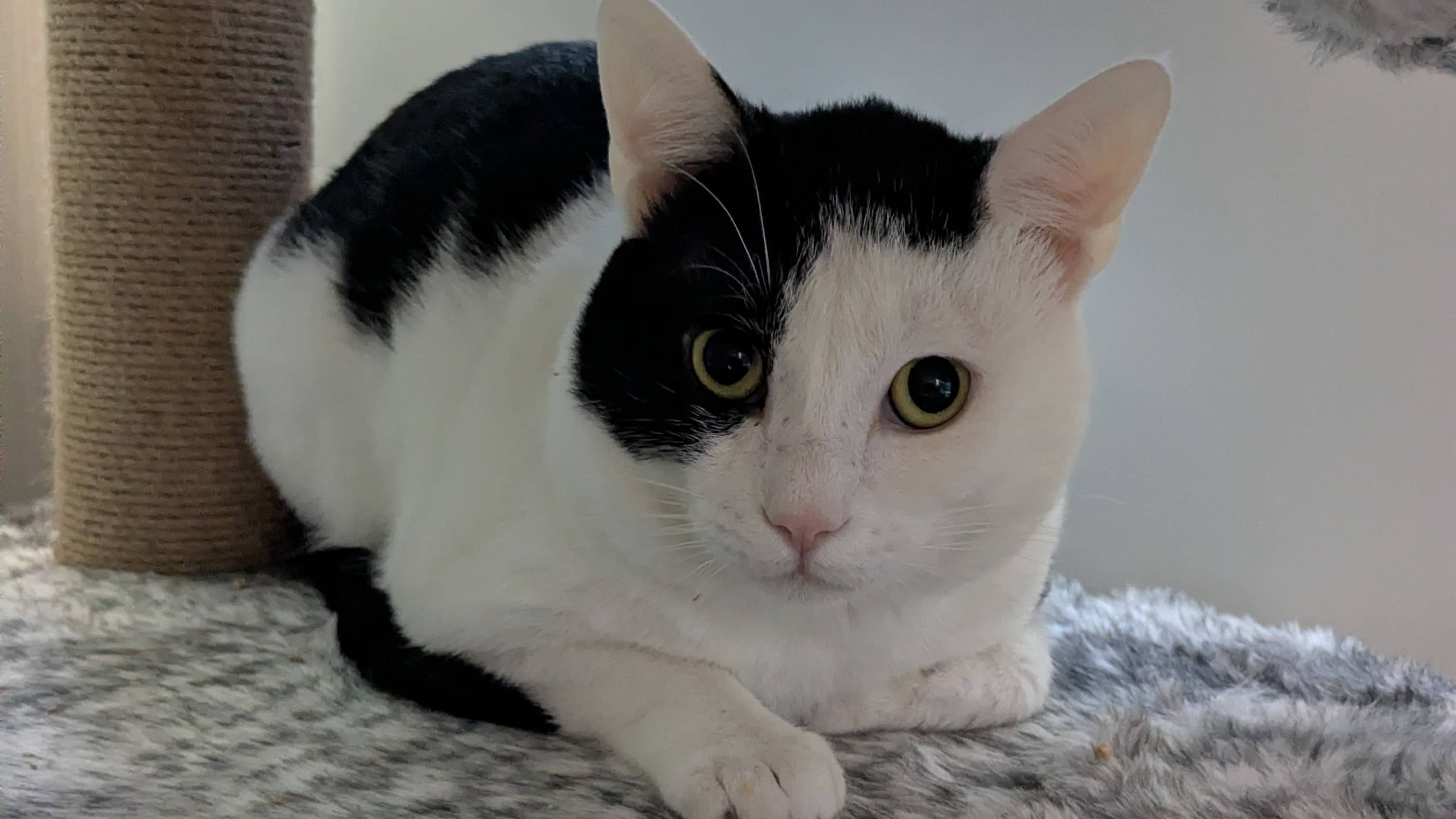 The Pumpkin King, domestic shorthair for adoption in London