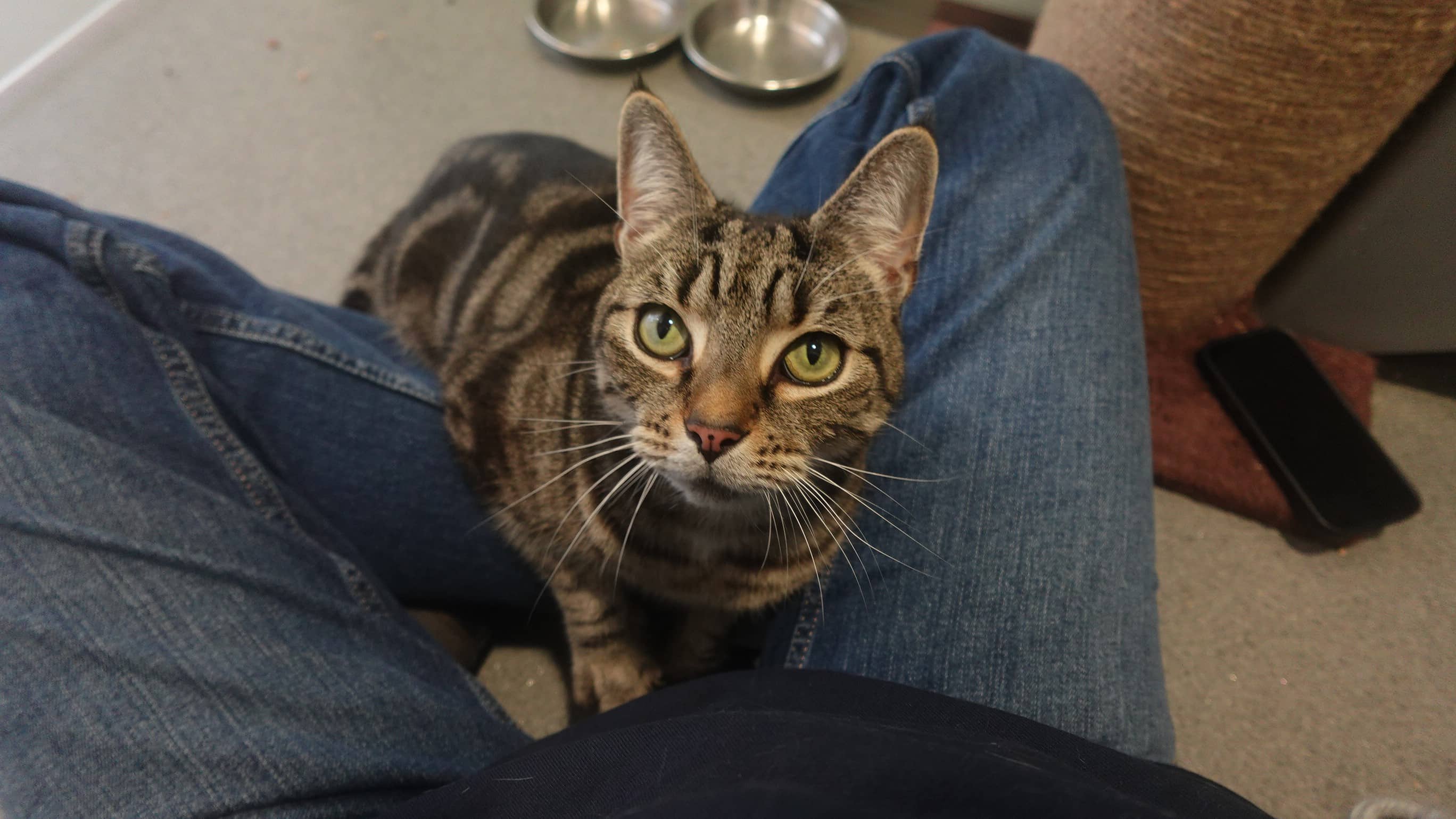 Miyo, domestic shorthair for adoption in London