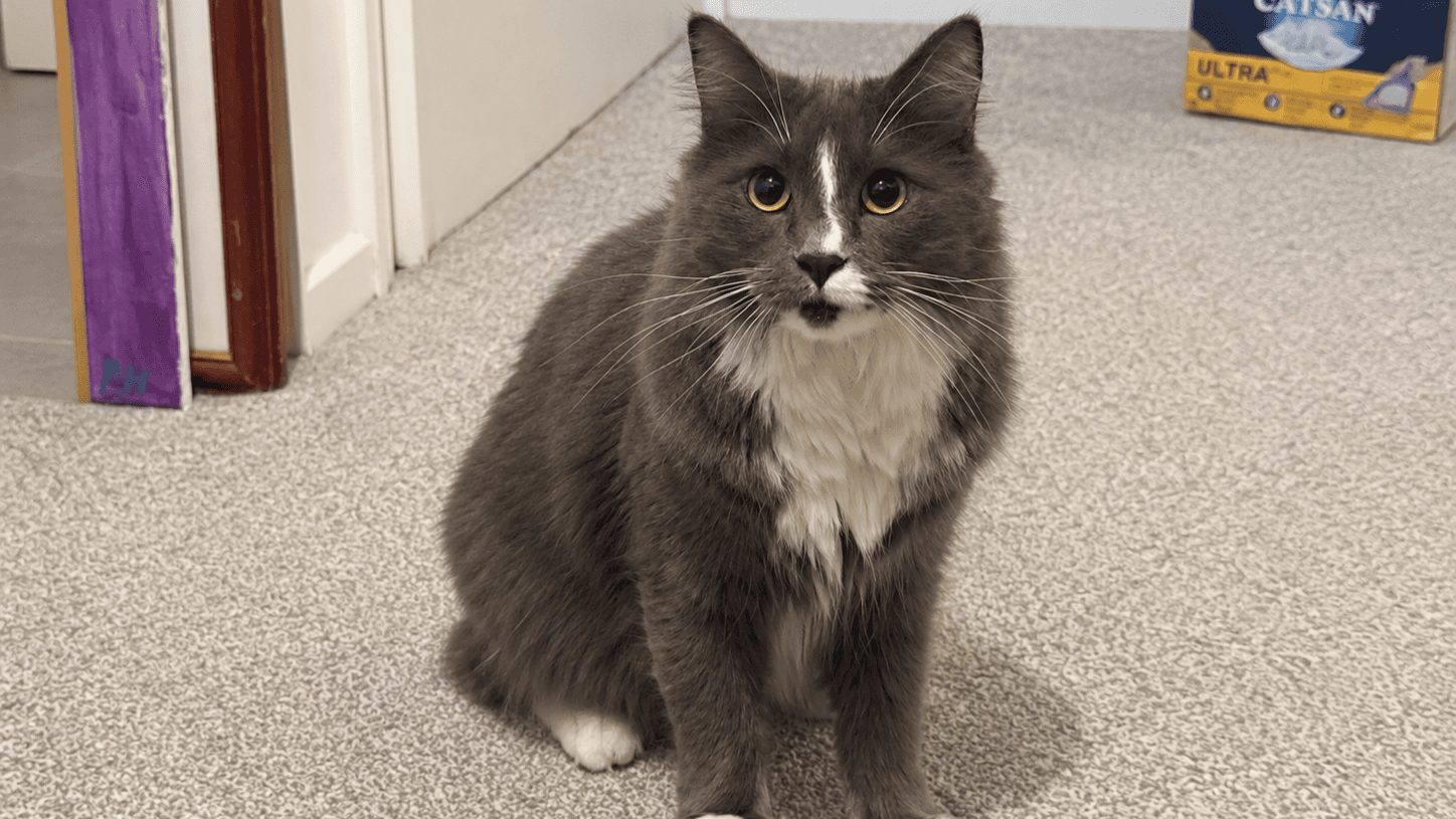 Loki, domestic longhair for adoption in London