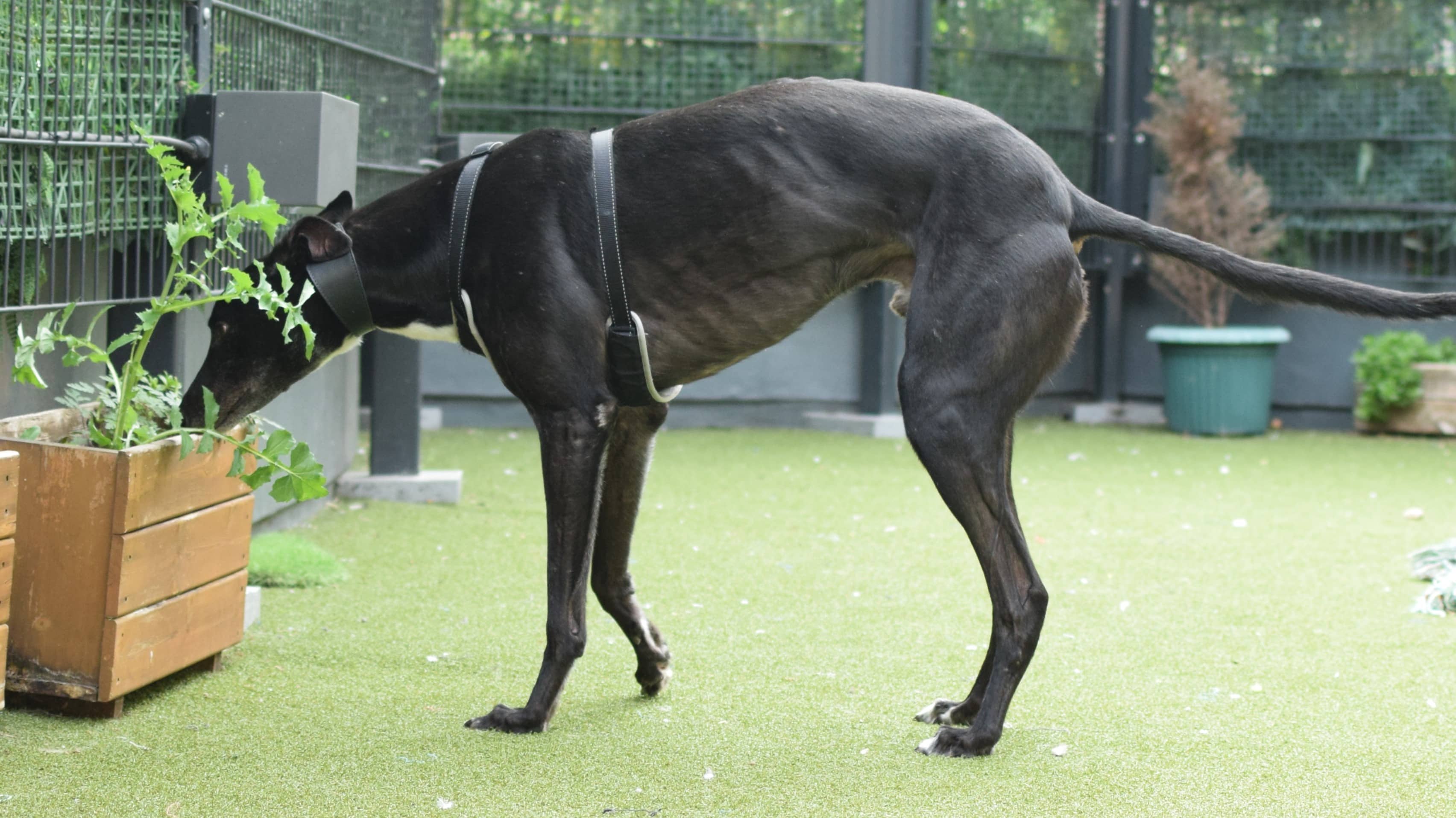 Hoppo, greyhound for adoption in London