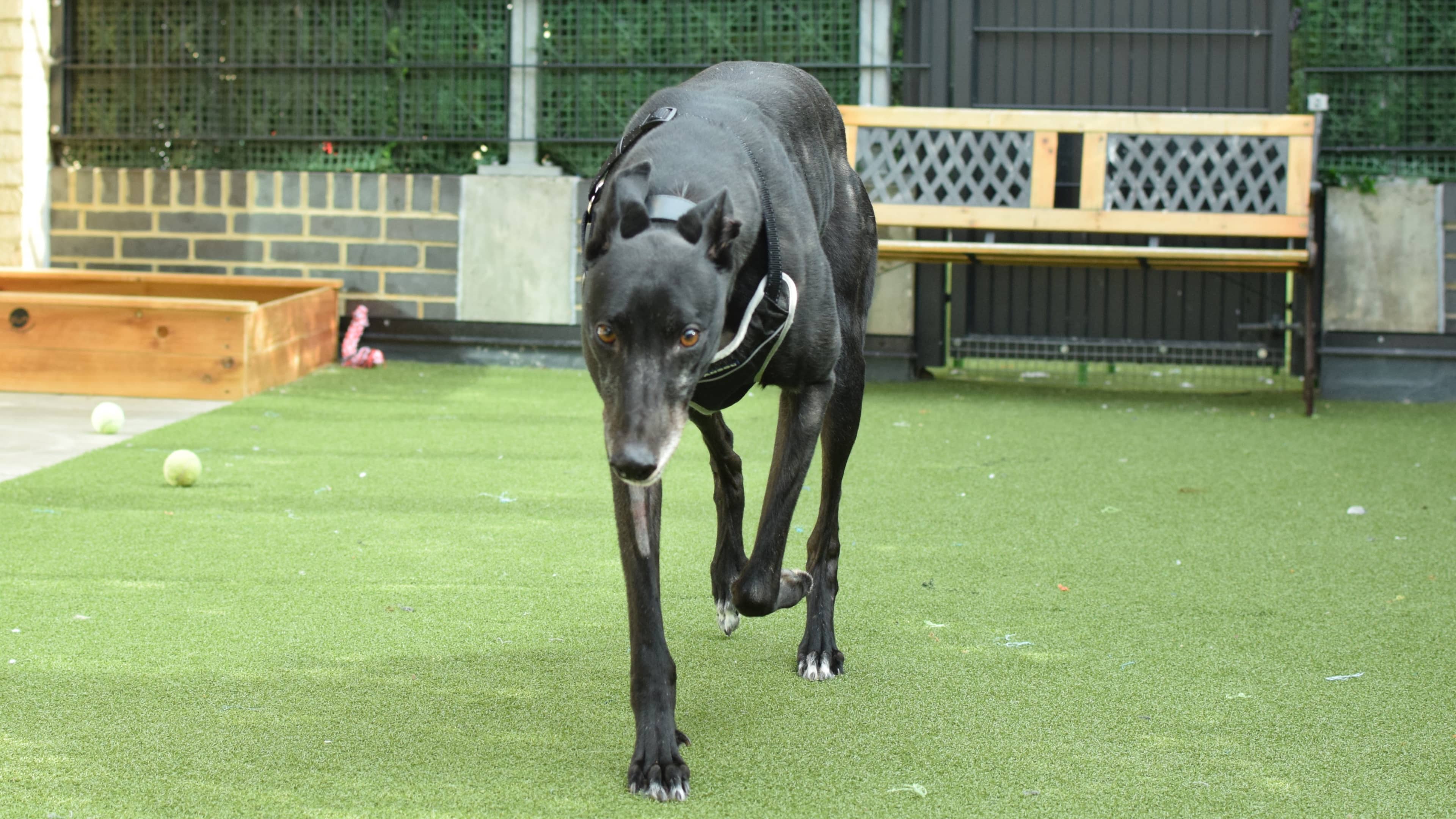 Hoppo, photo 2