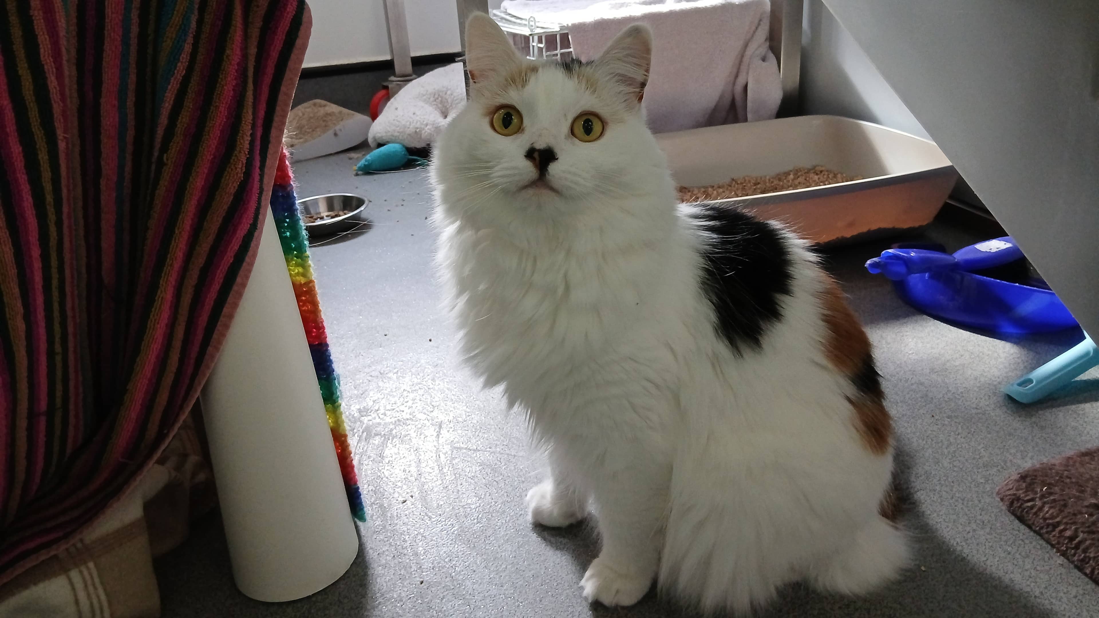 Kakao, domestic longhair for adoption in London