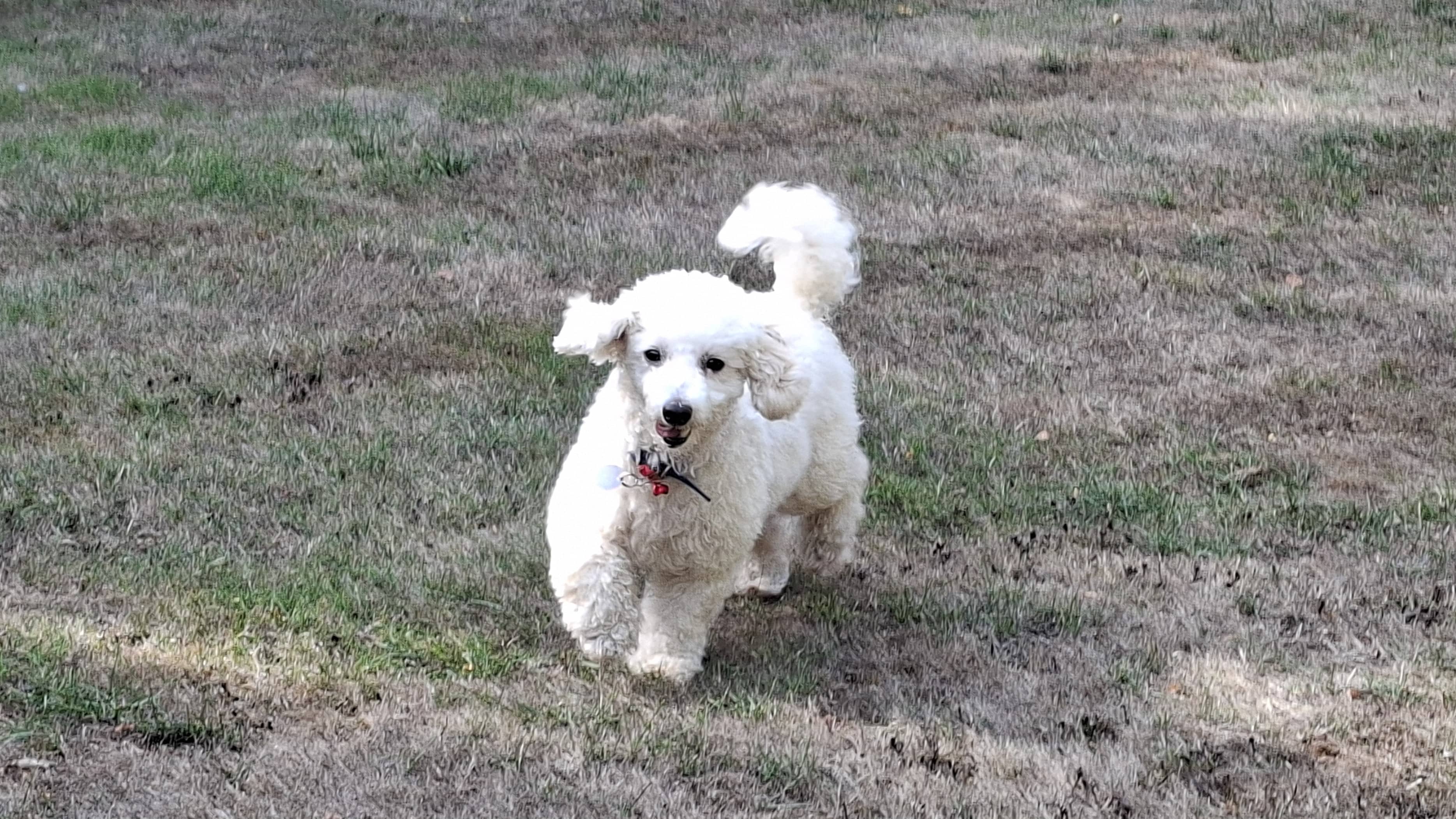 Milo, photo 6