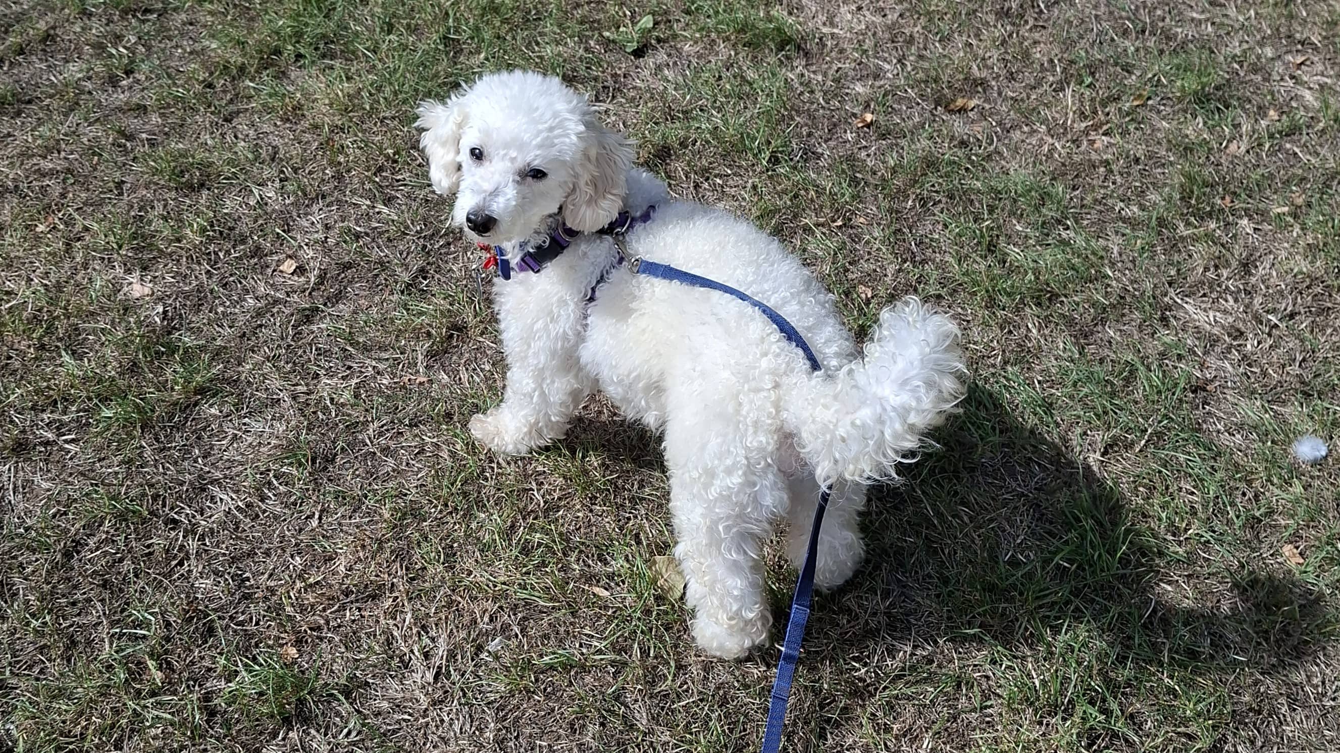 Milo, toy poodle for adoption in London