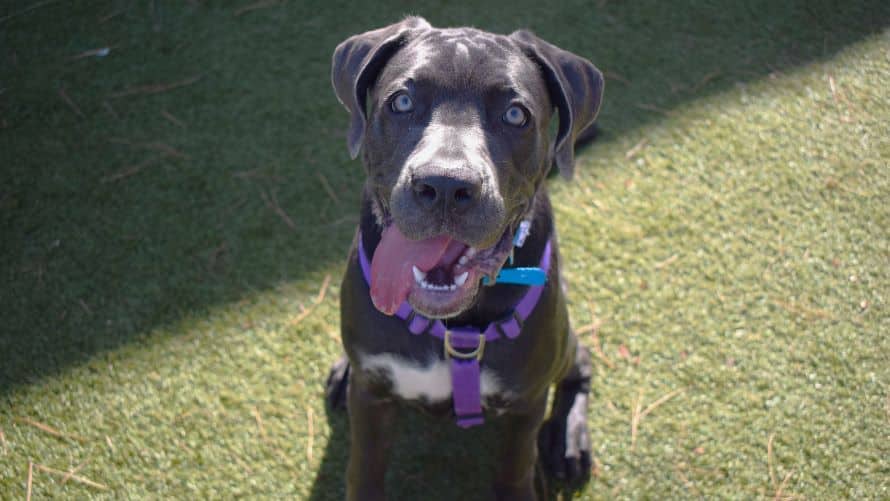 Sally, cane corso for adoption in Old Windsor