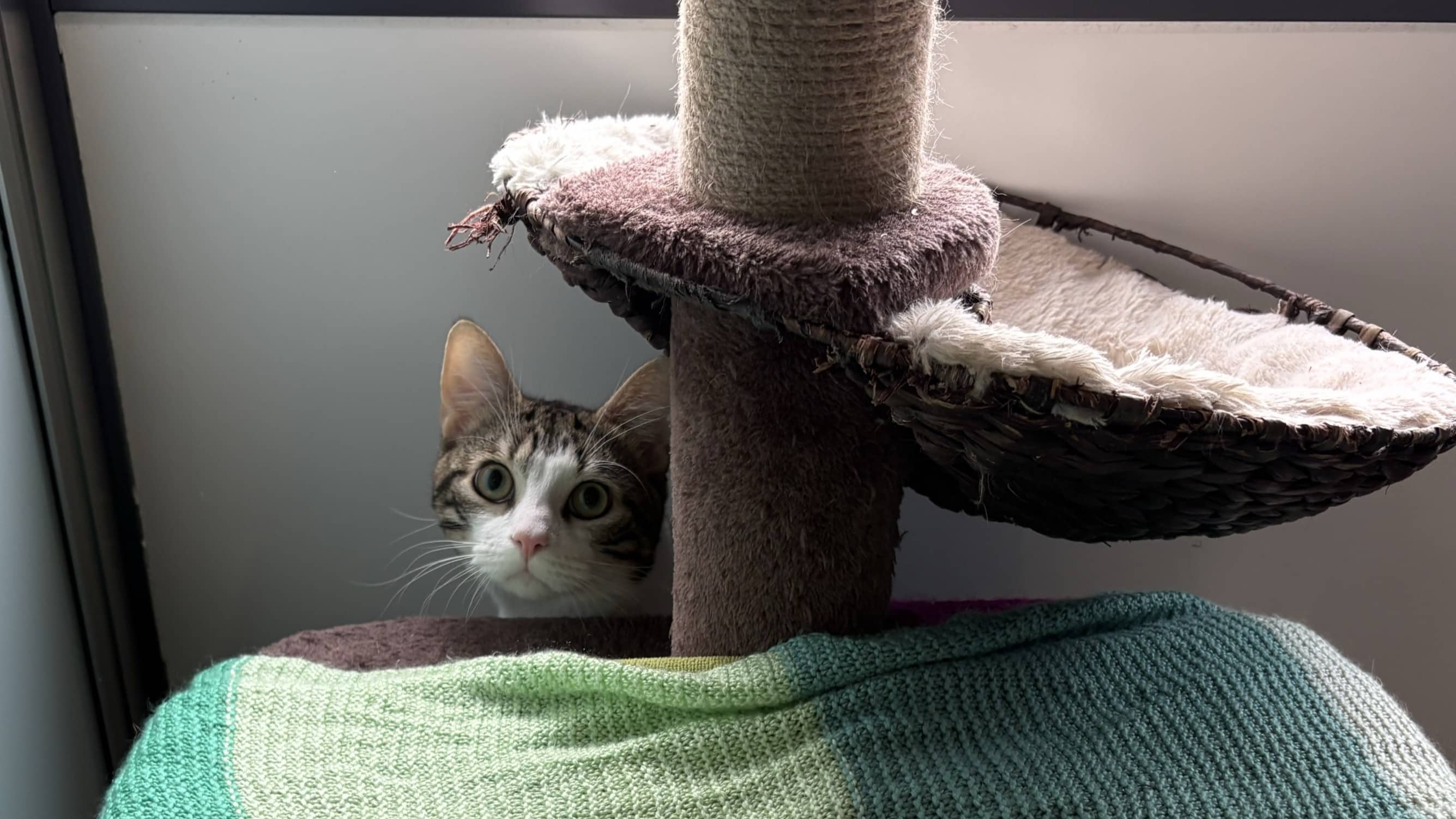 Loki, domestic shorthair for adoption in London