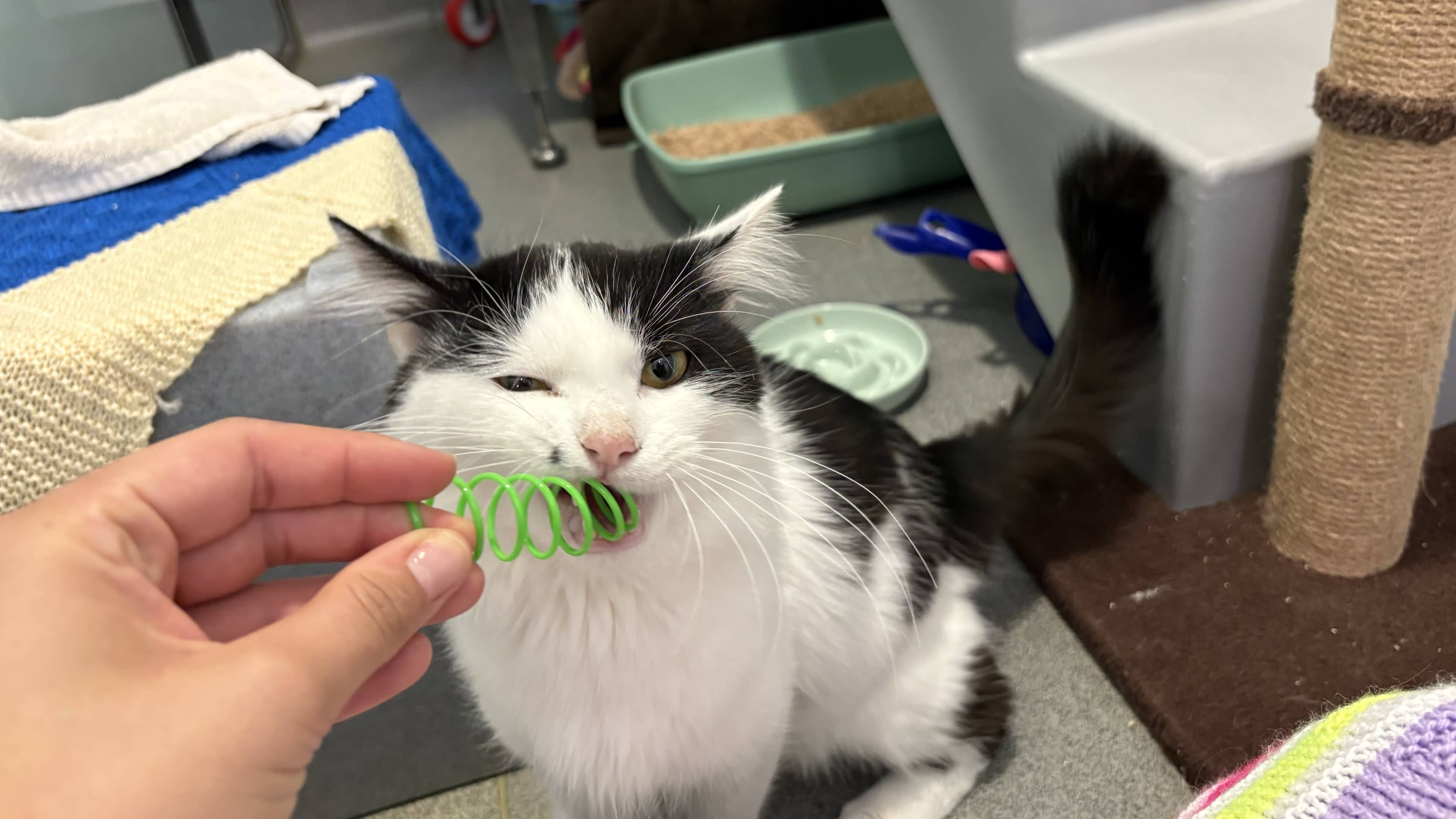 Sherlock, domestic longhair for adoption in London
