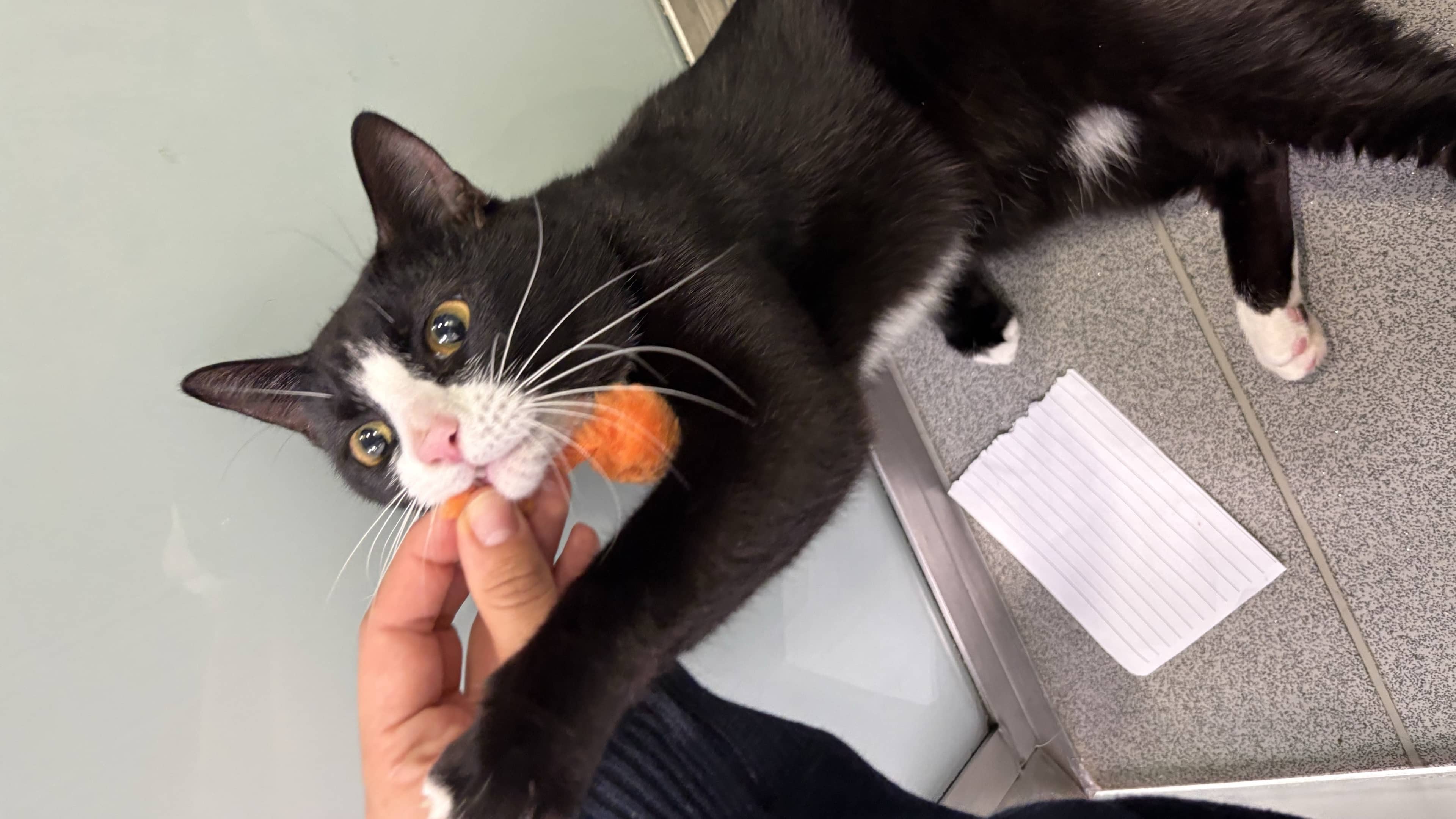 Enzo, domestic shorthair for adoption in London