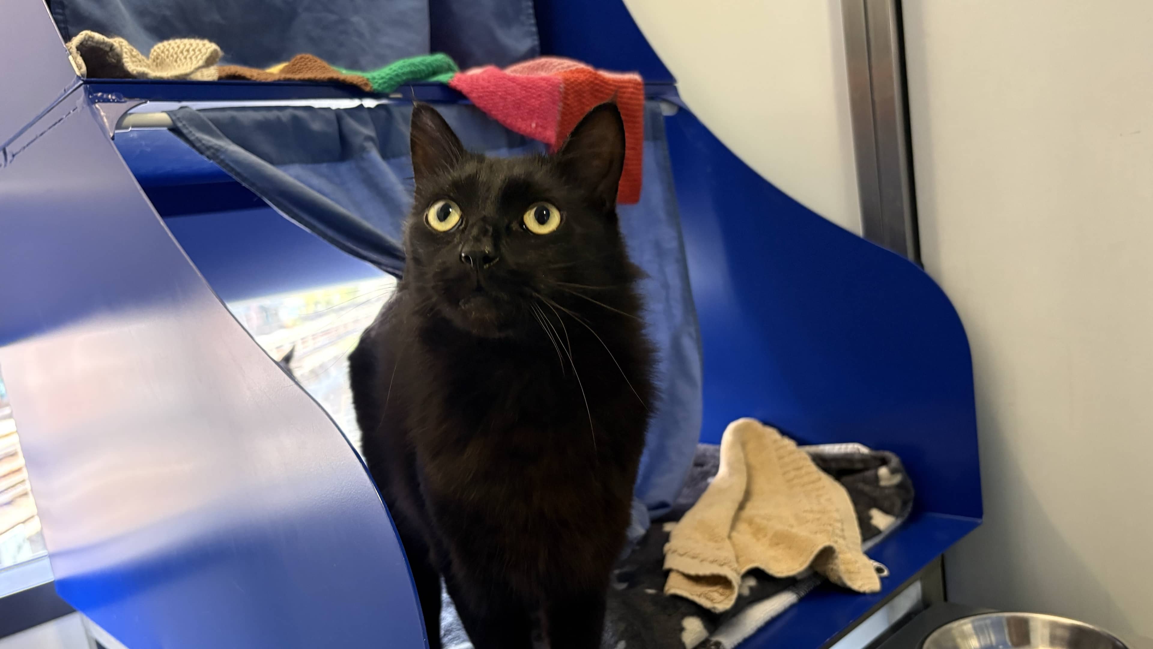 Gus (and Chai), domestic shorthair for adoption in London