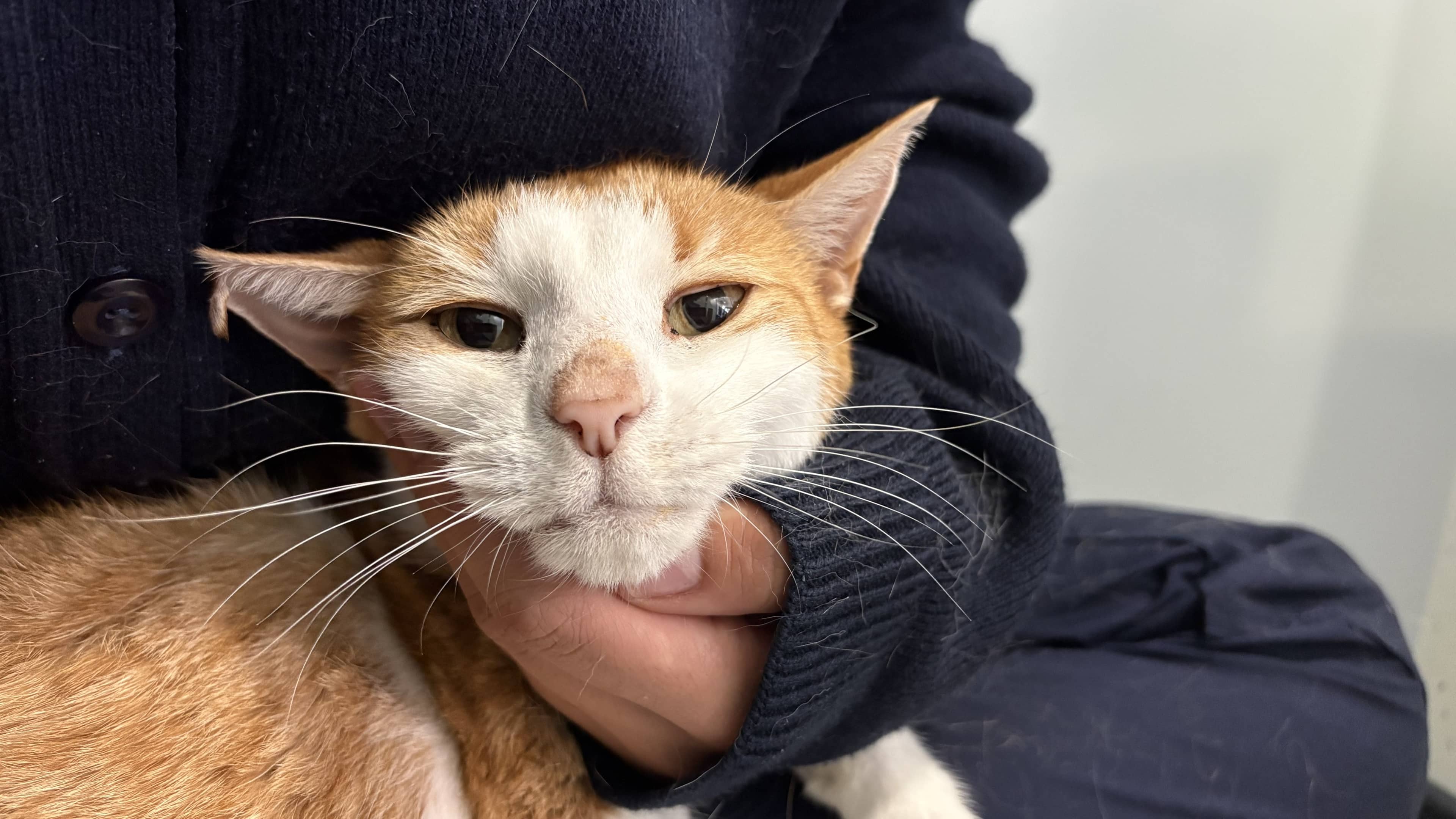 Hiccup, domestic shorthair for adoption in London