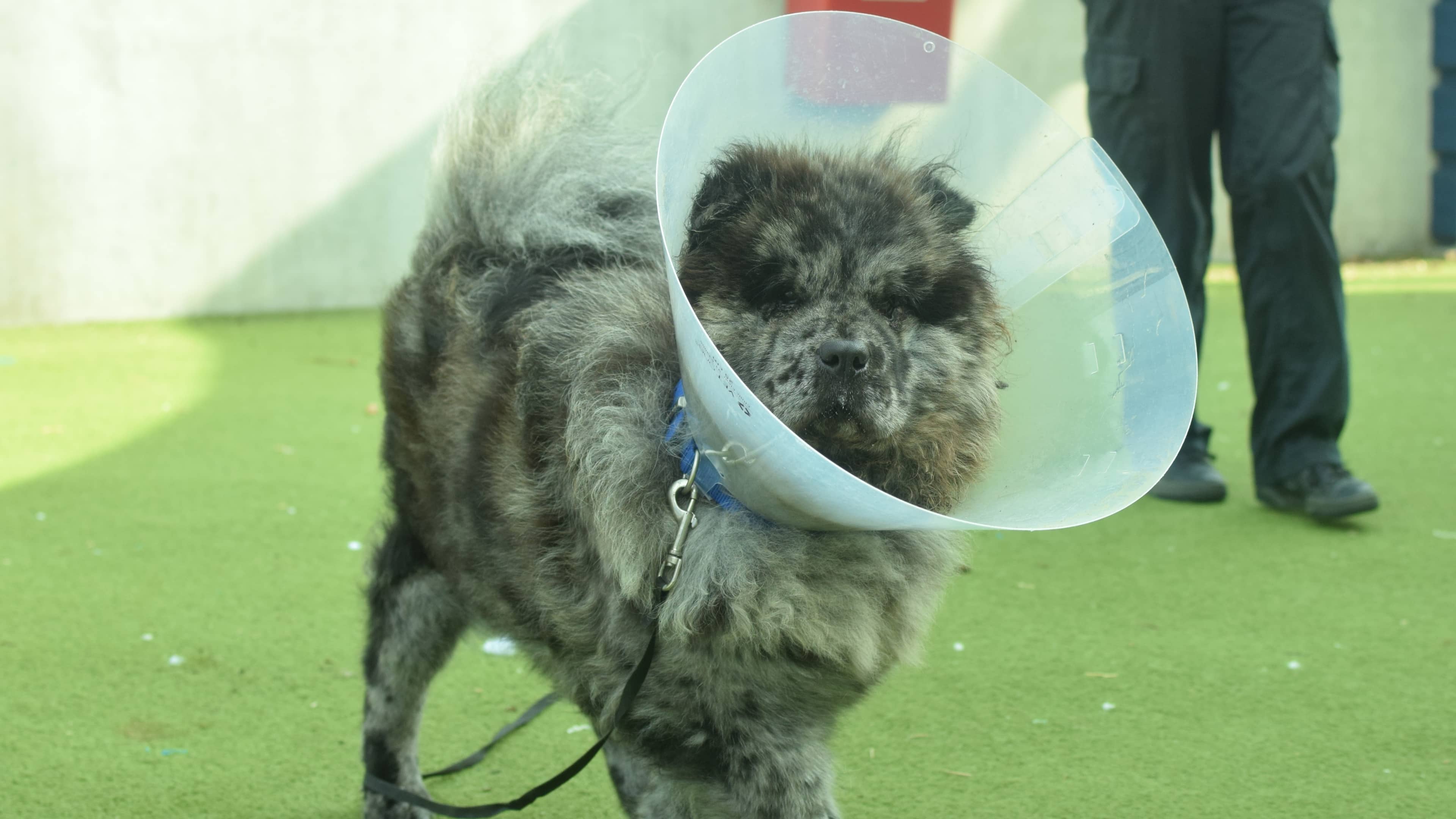 Lala, chow chow for adoption in London