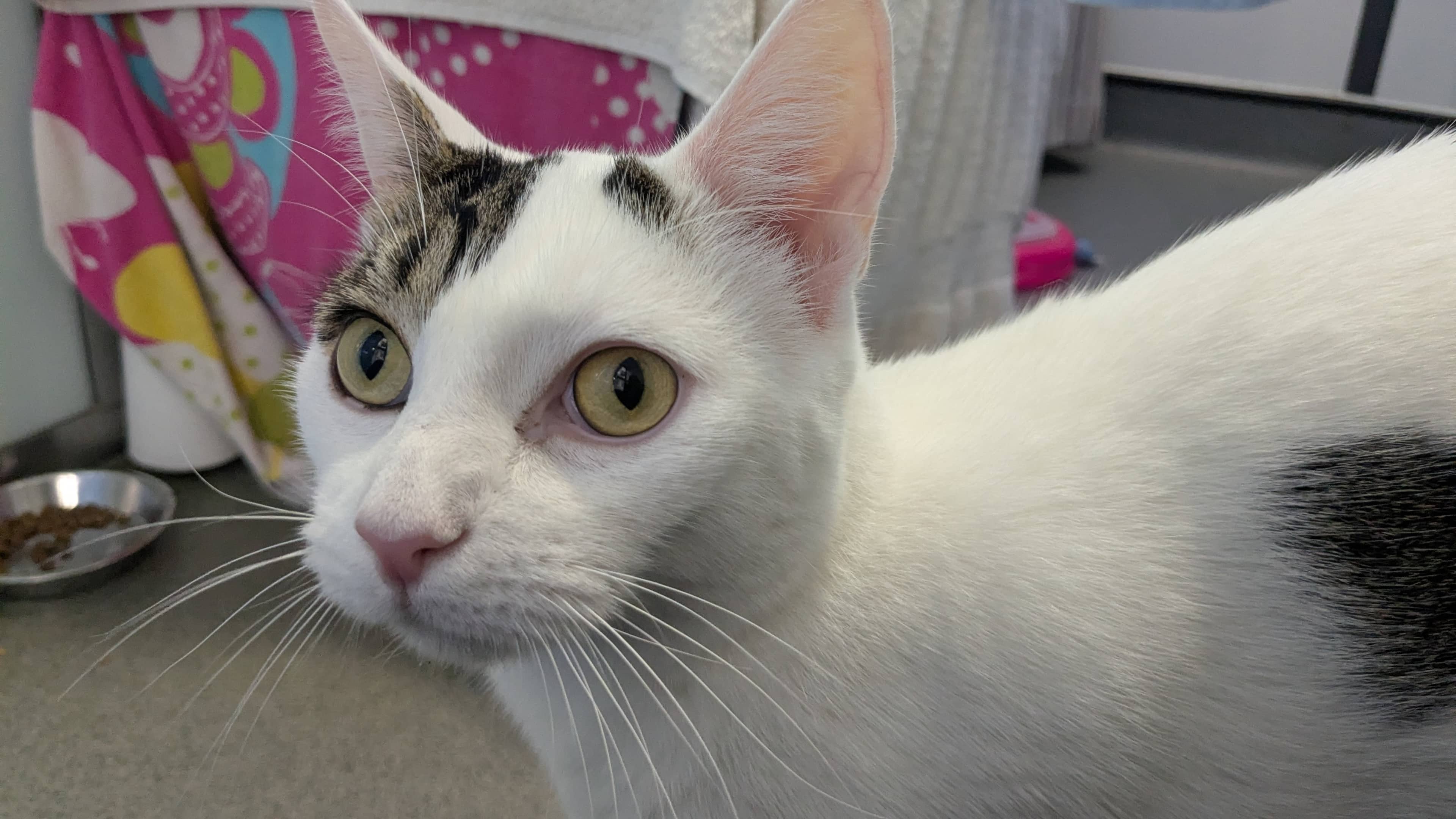 Tariq, turkish van for adoption in London