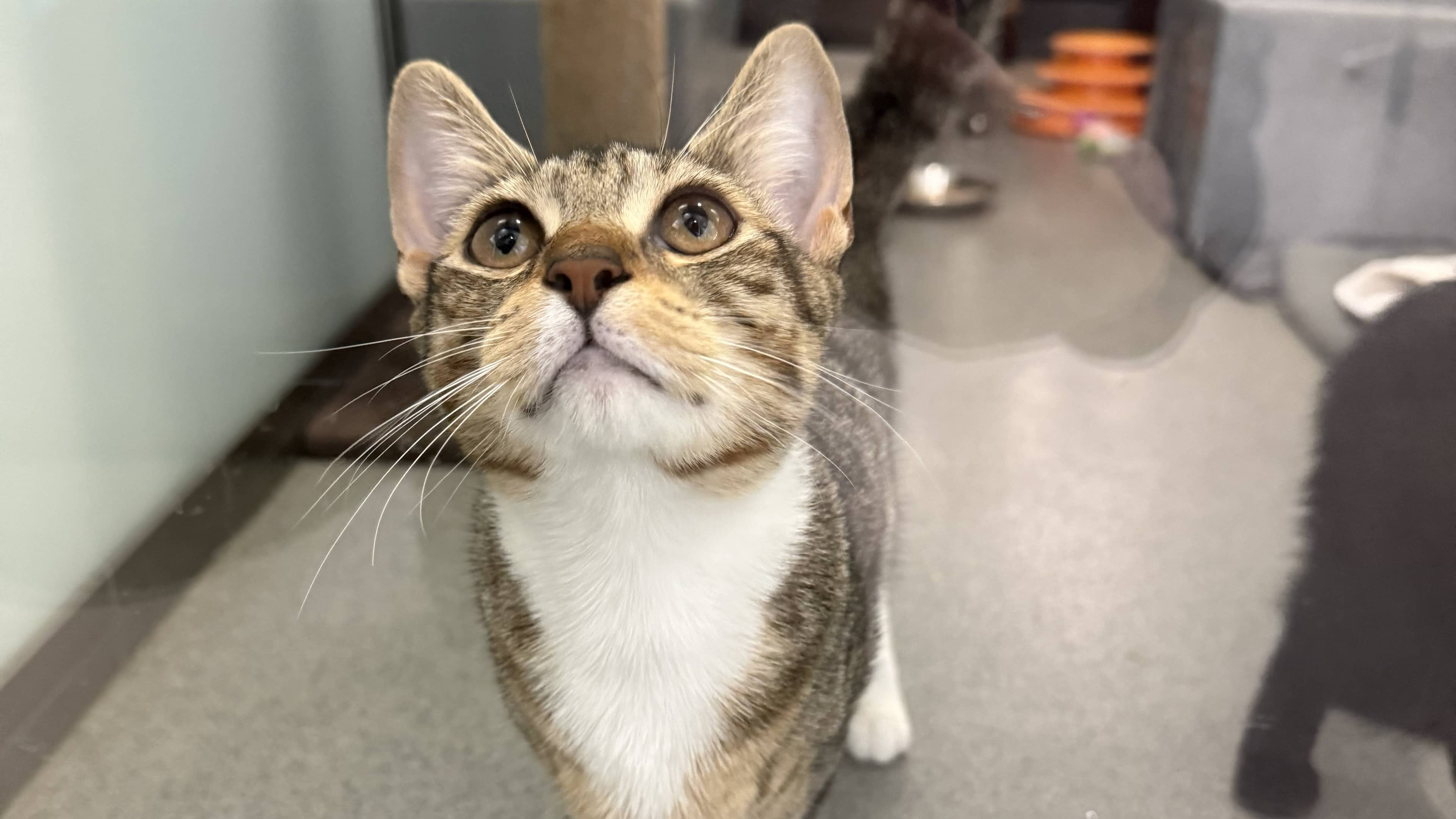 Hope, domestic shorthair for adoption in London