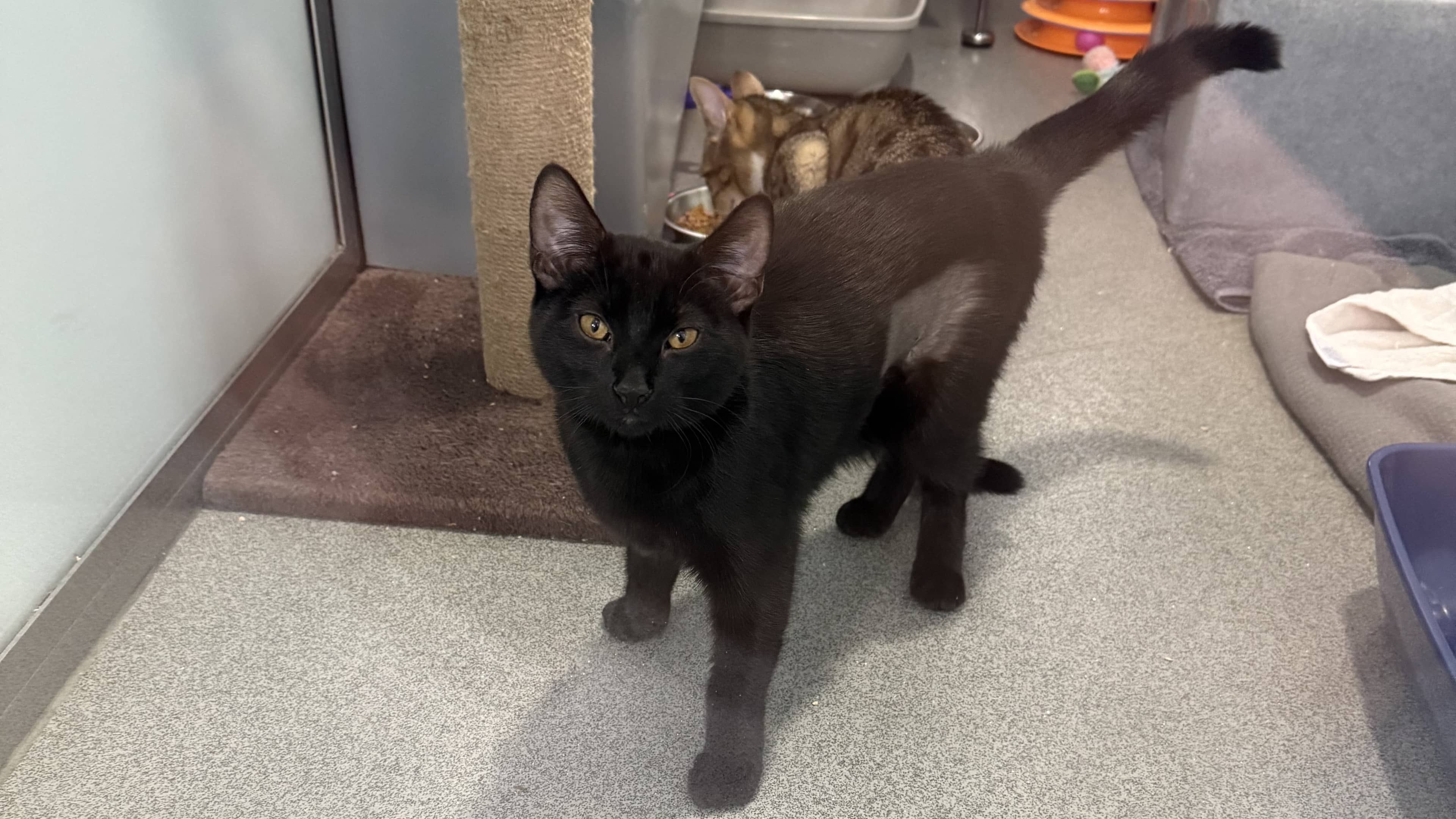 Faith, domestic shorthair for adoption in London