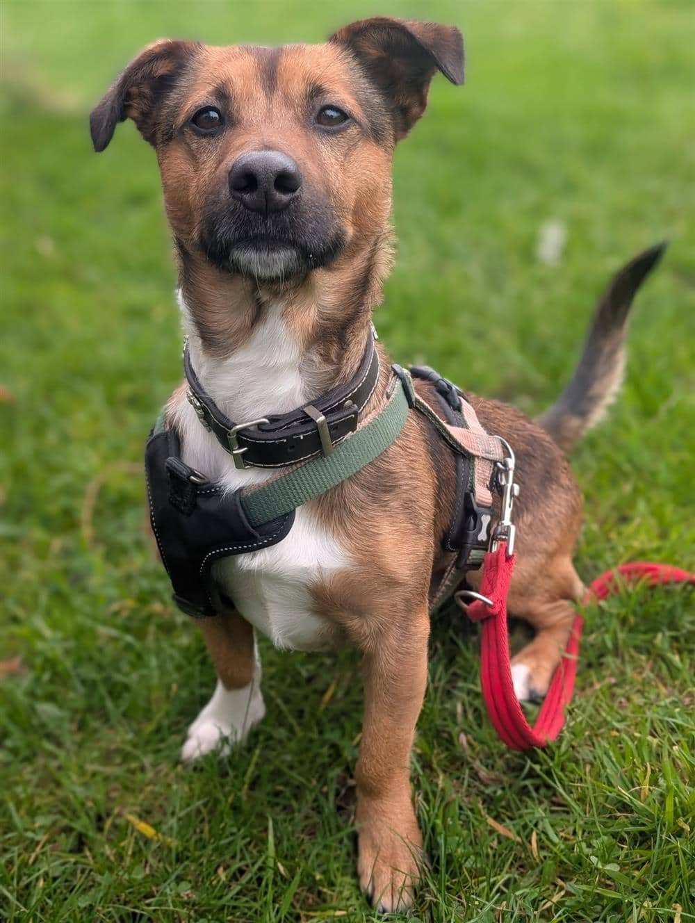 Ziggy, jack russell terrier for adoption in Ramsbottom