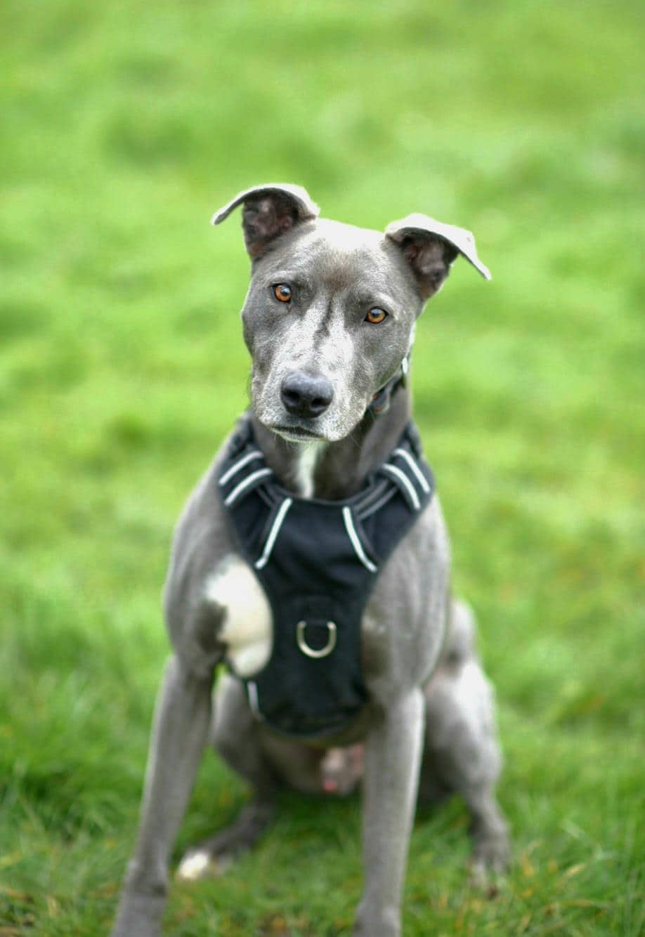 Tucker, bull lurcher for adoption in Ramsbottom