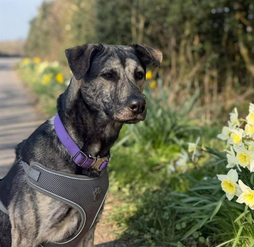 Jess, shepherd cross for adoption