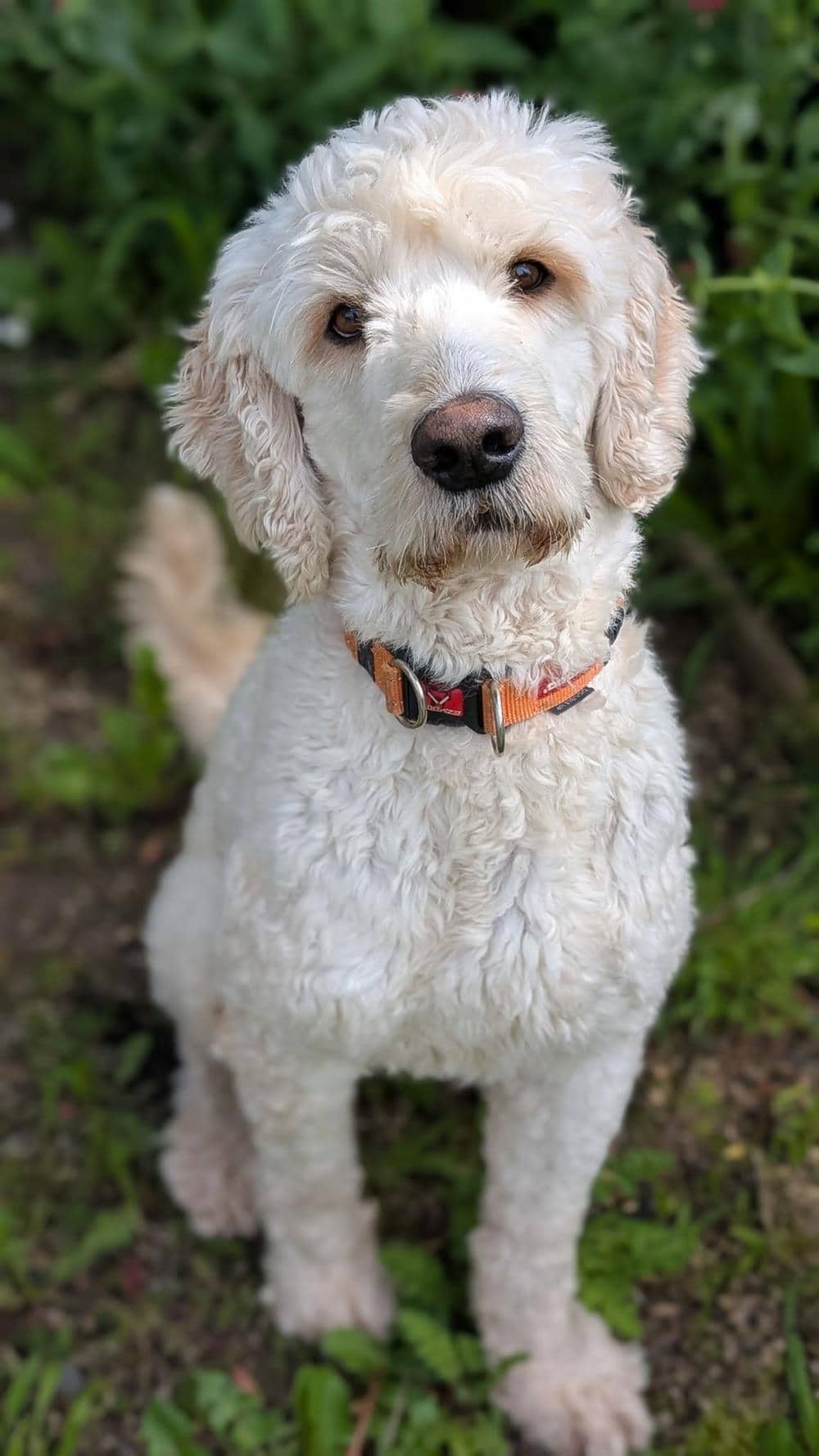 Paws-Parker, labradoodle for adoption in Ramsbottom