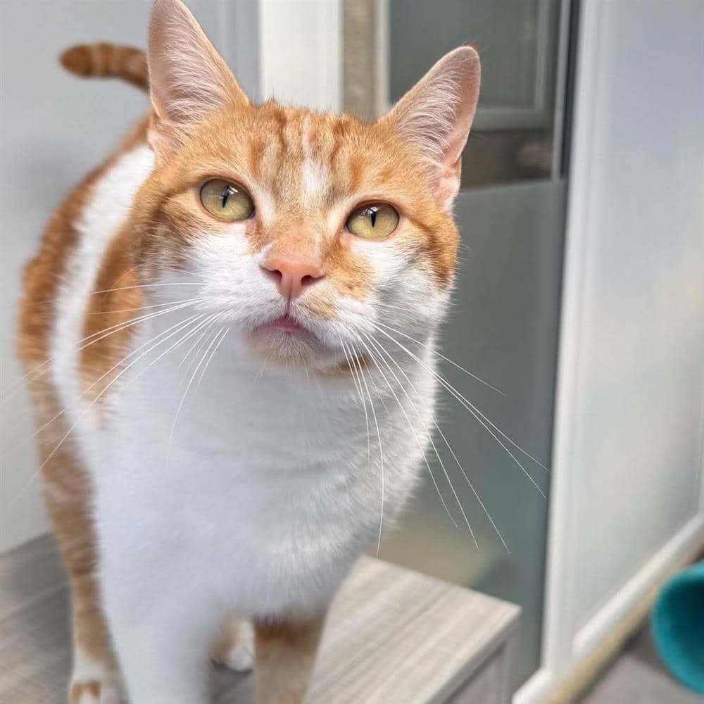 Alfie, domestic shorthair for adoption