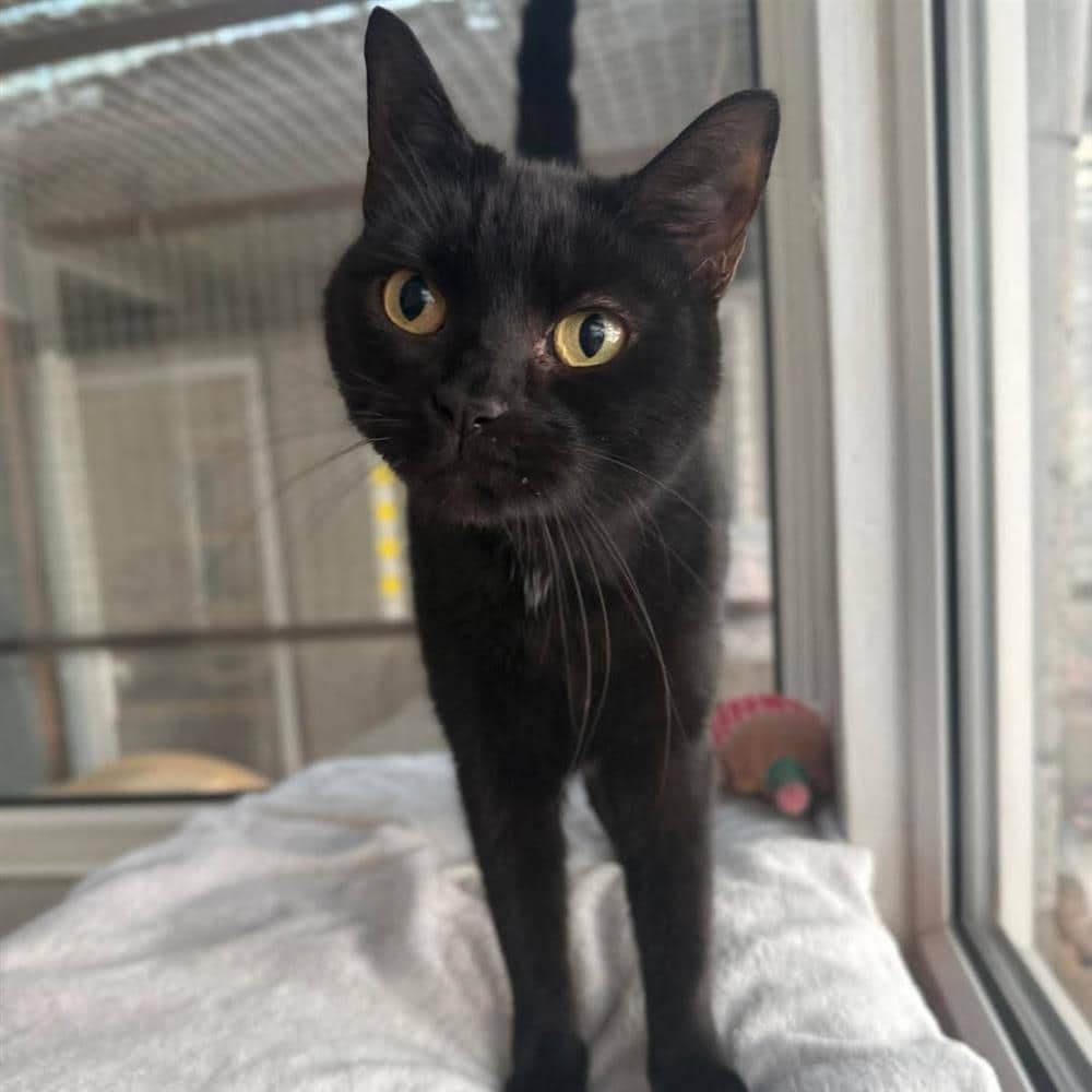 Luna-Tic, domestic shorthair for adoption in Ramsbottom