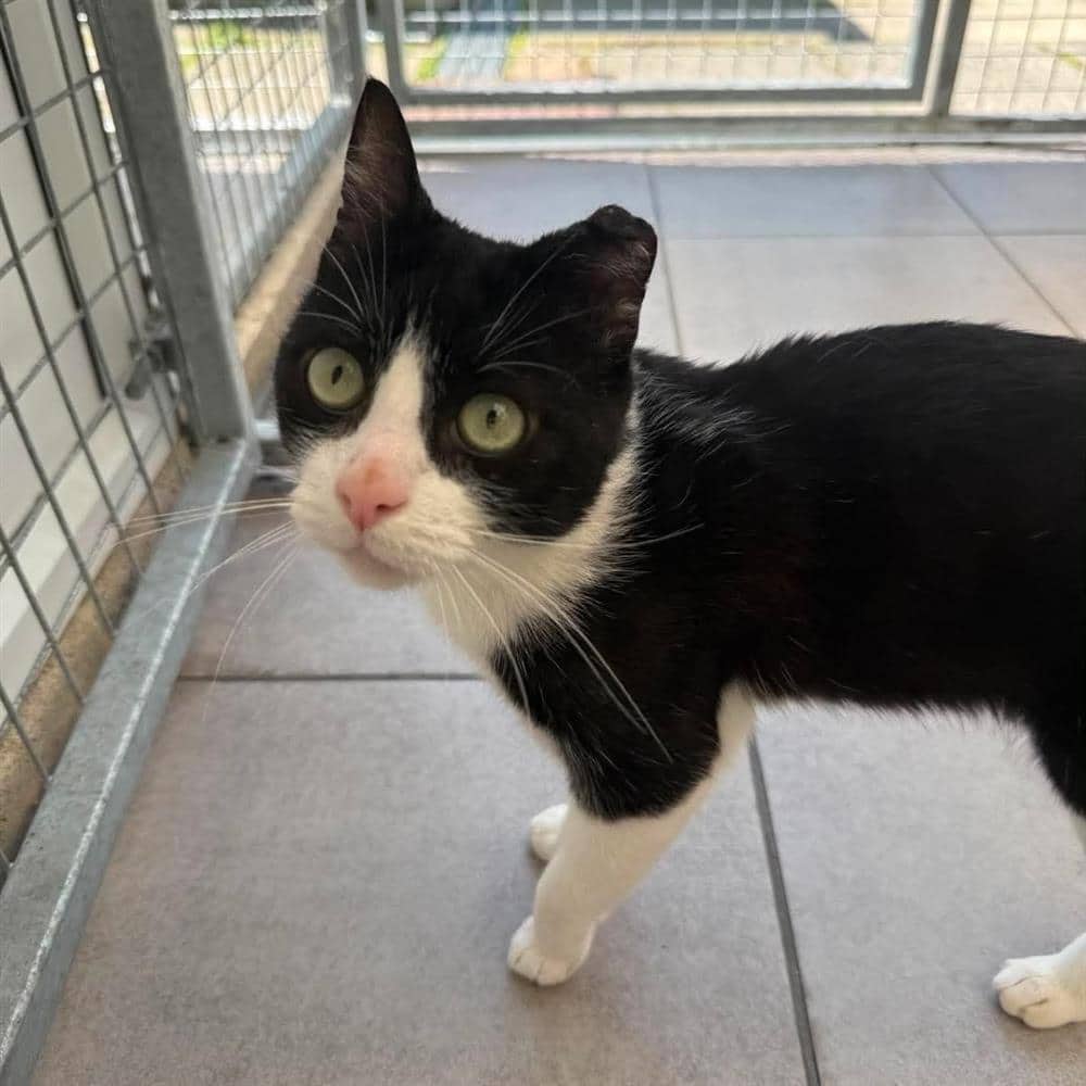 Oscar Litter, domestic shorthair for adoption in Ramsbottom