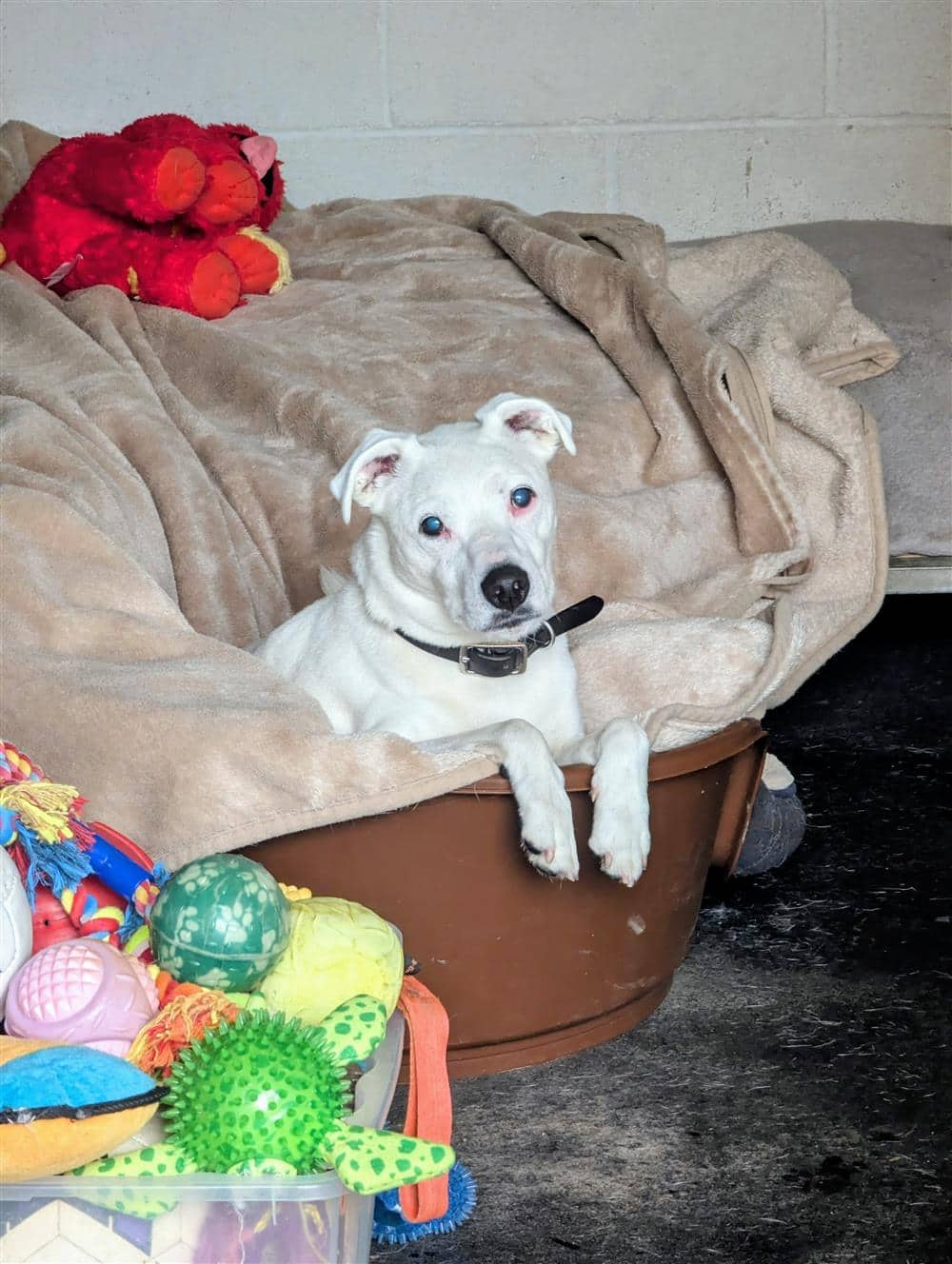Teddy, crossbreed for adoption in Ramsbottom