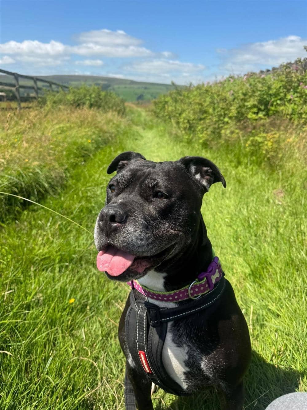 Nova, staffordshire bull terrier for adoption in Ramsbottom