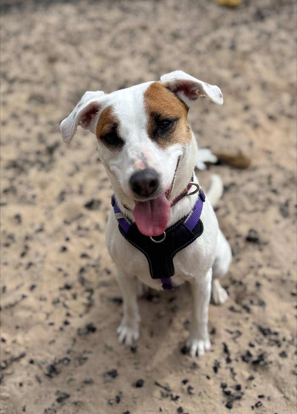 Pippa, jack russell terrier for adoption in Ramsbottom