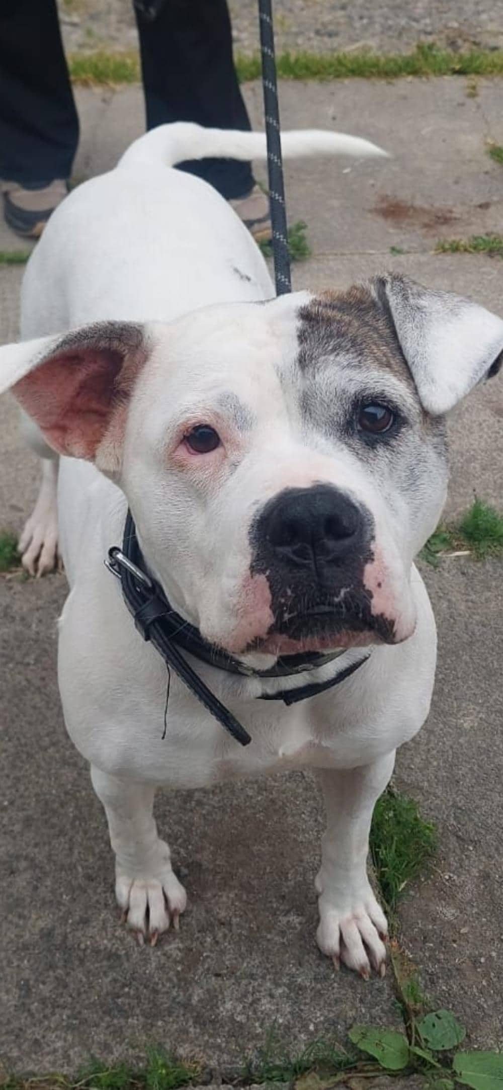 Tara, american bulldog for adoption in Ramsbottom