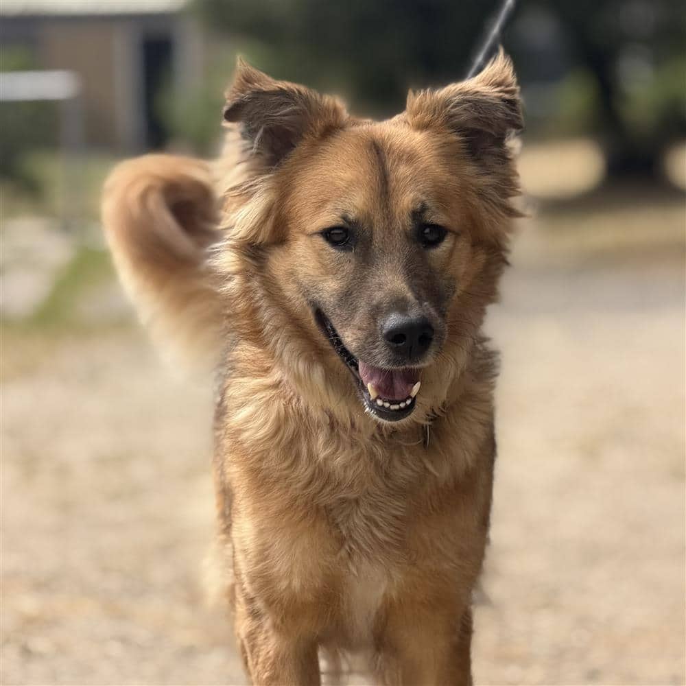Millie, collie/gsd for adoption in Ramsbottom
